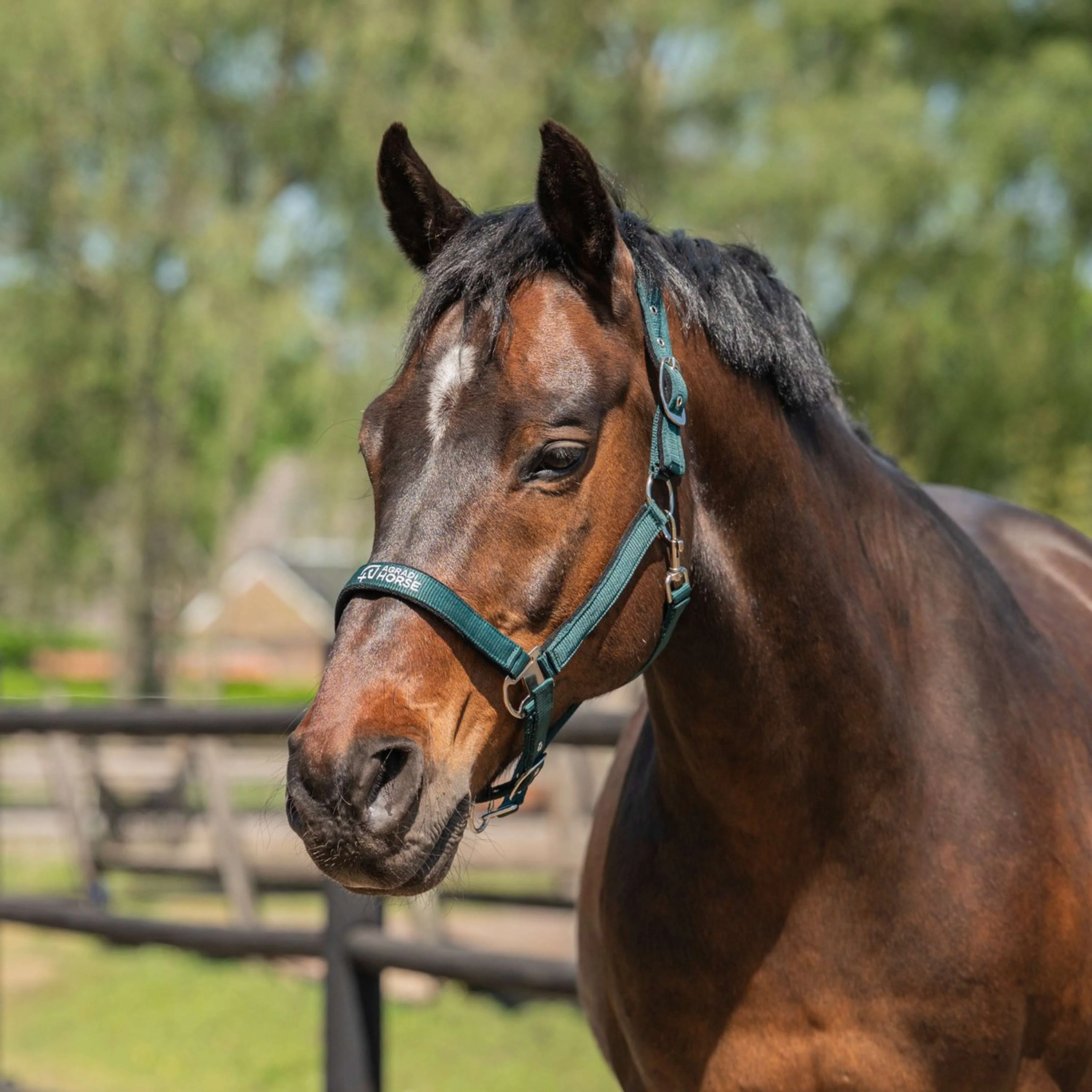 Agradi Horse Licol Athletic Fir Green - Image 2