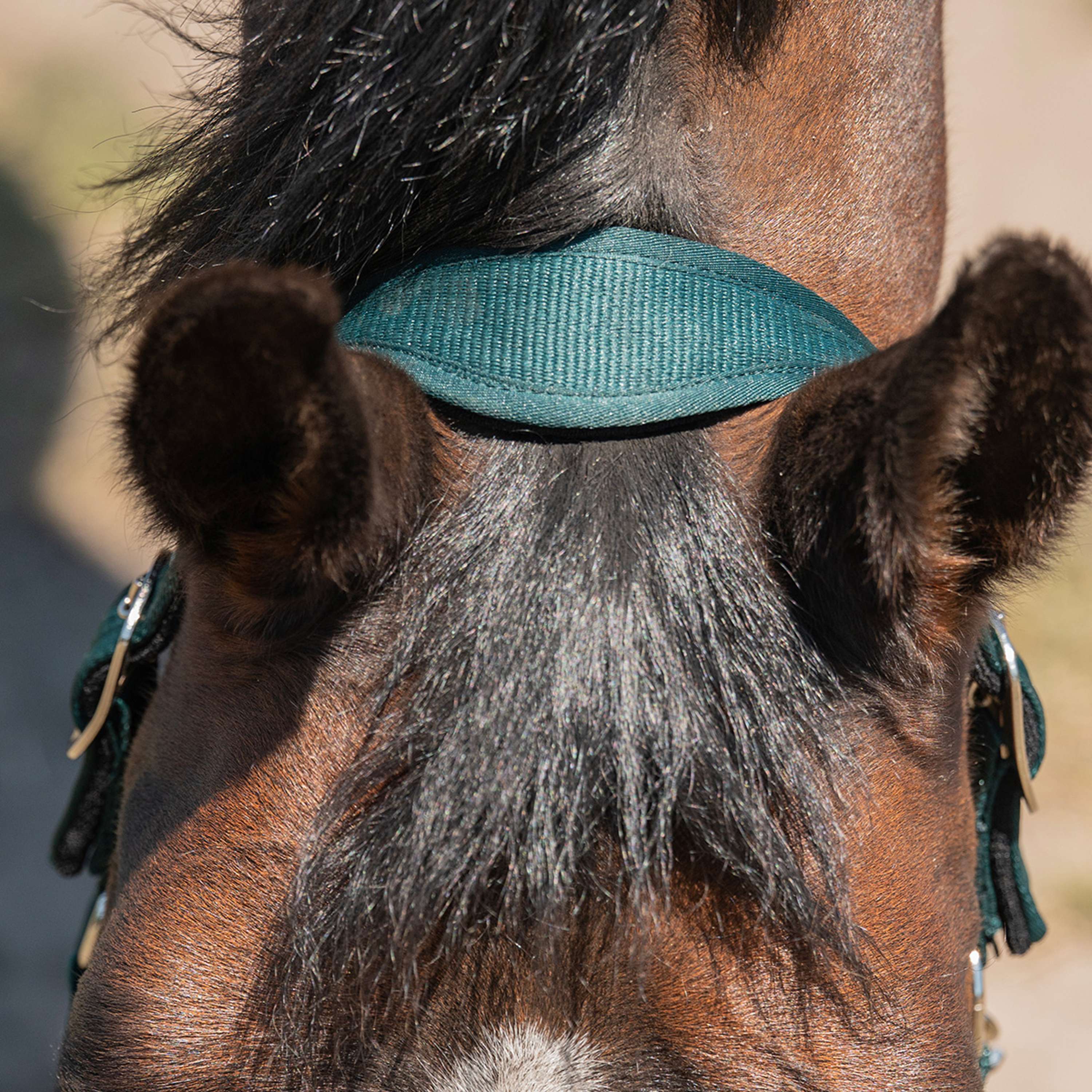 Agradi Horse Licol Athletic Fir Green - Image 3