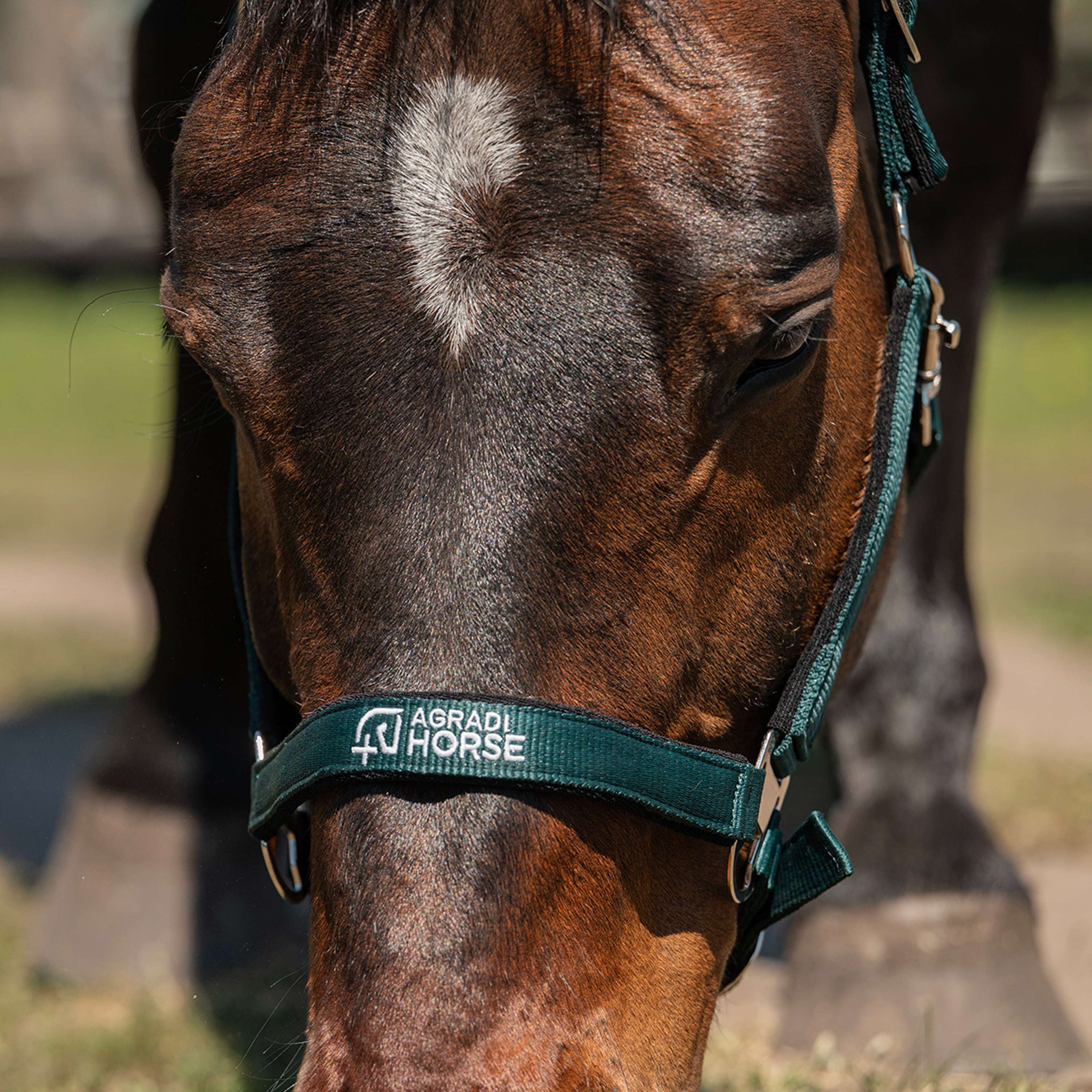 Agradi Horse Licol Athletic Fir Green - Image 4