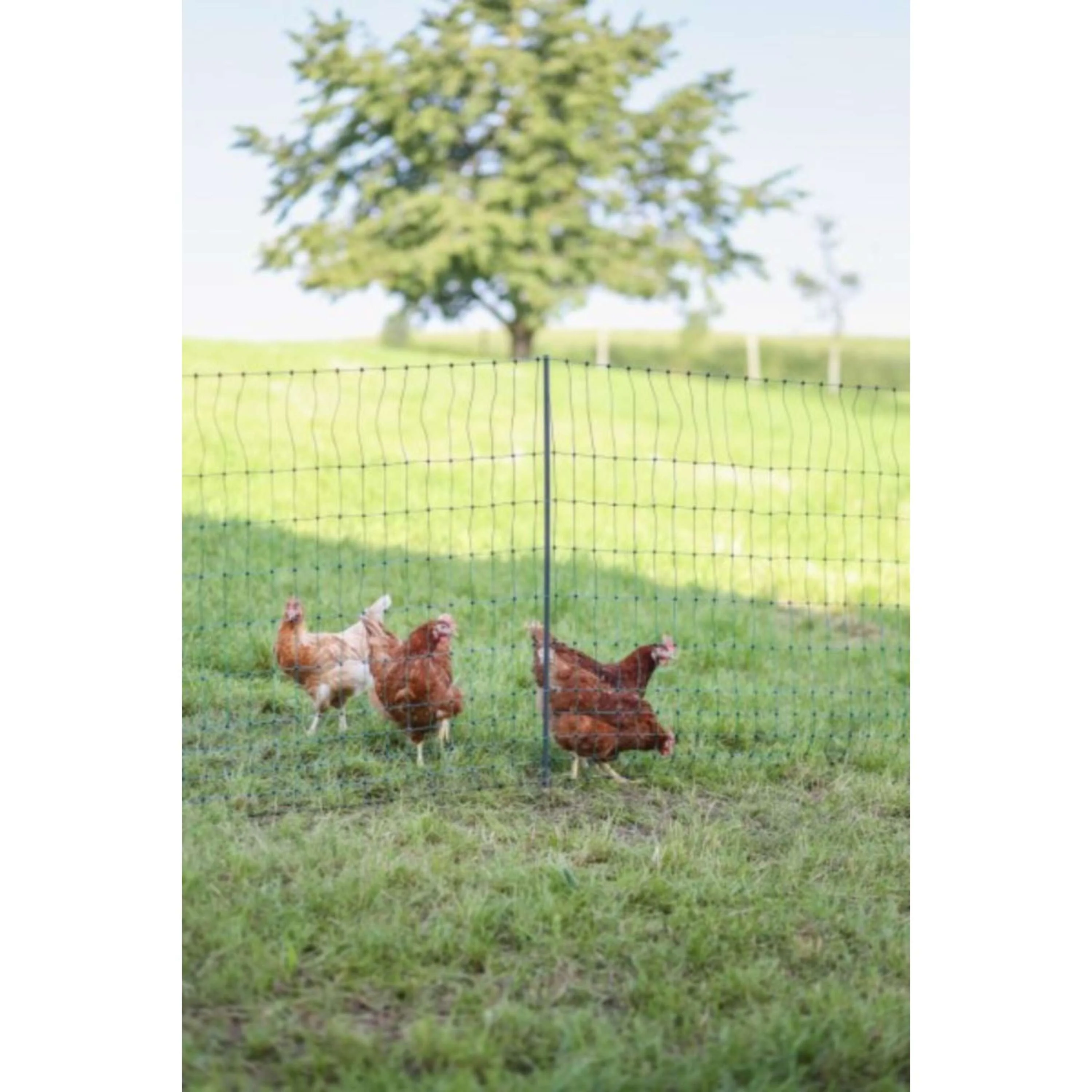 Ako Filet Avicole Premium Electified Double Goupille Vert - Image 3