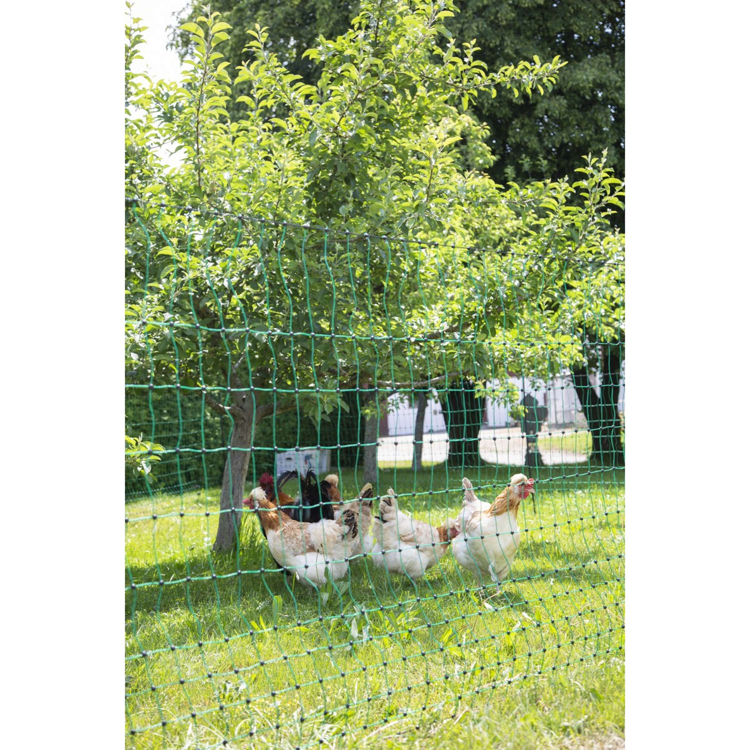 Ako Filet Avicole Goupille Double Conductrice Vert - Image 10