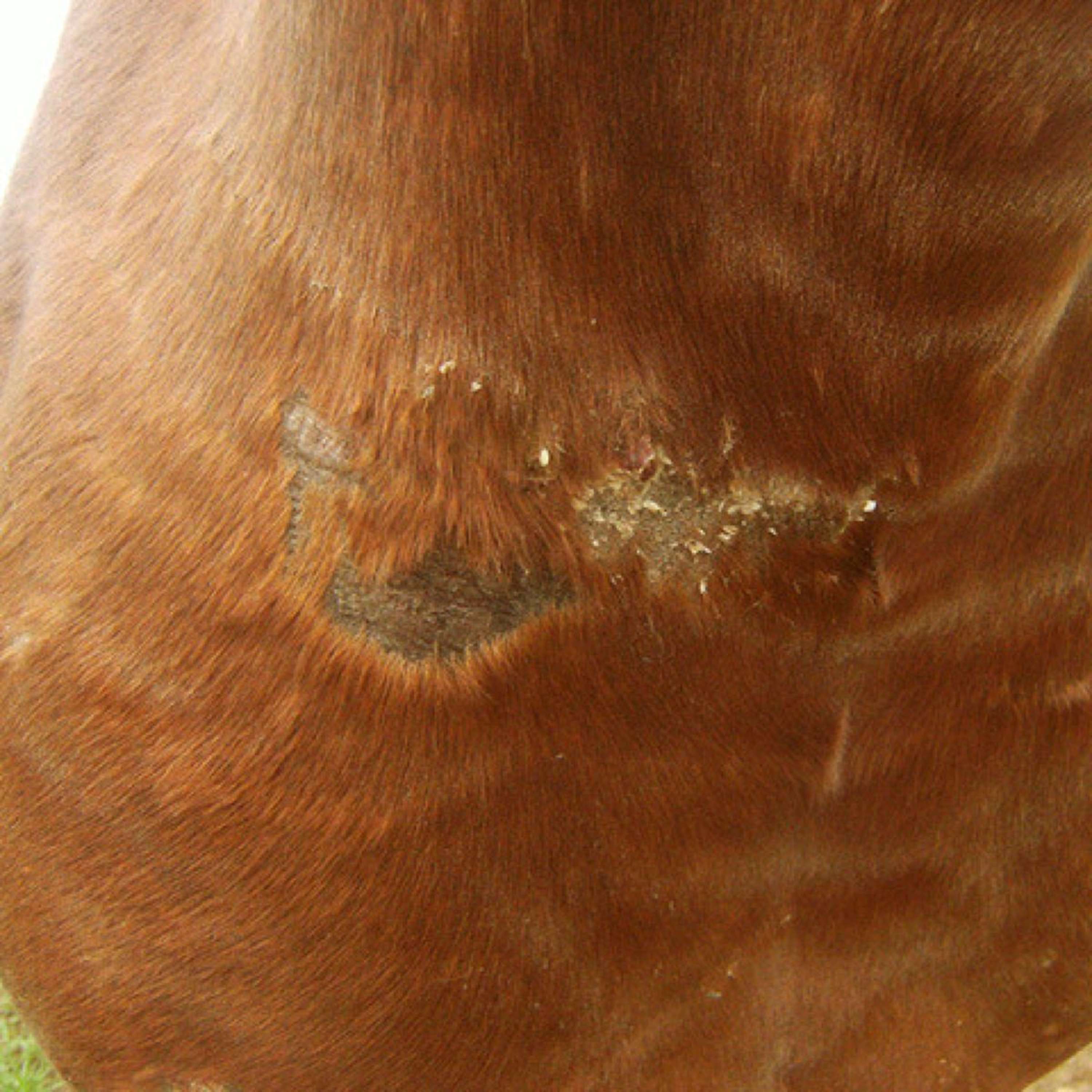 Animaderm Crème de Soin Cutene - Image 4
