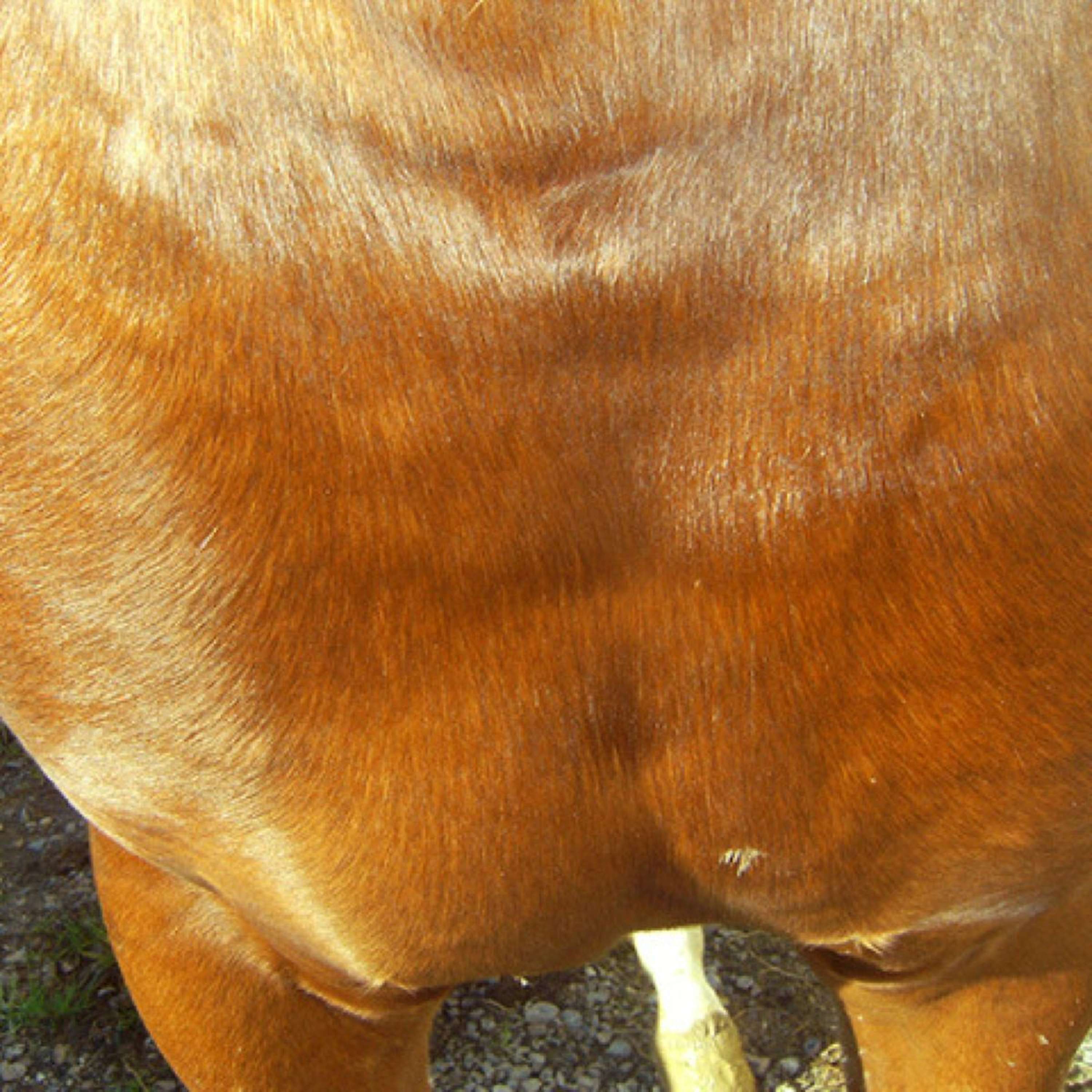 Animaderm Crème de Soin Cutene - Image 5