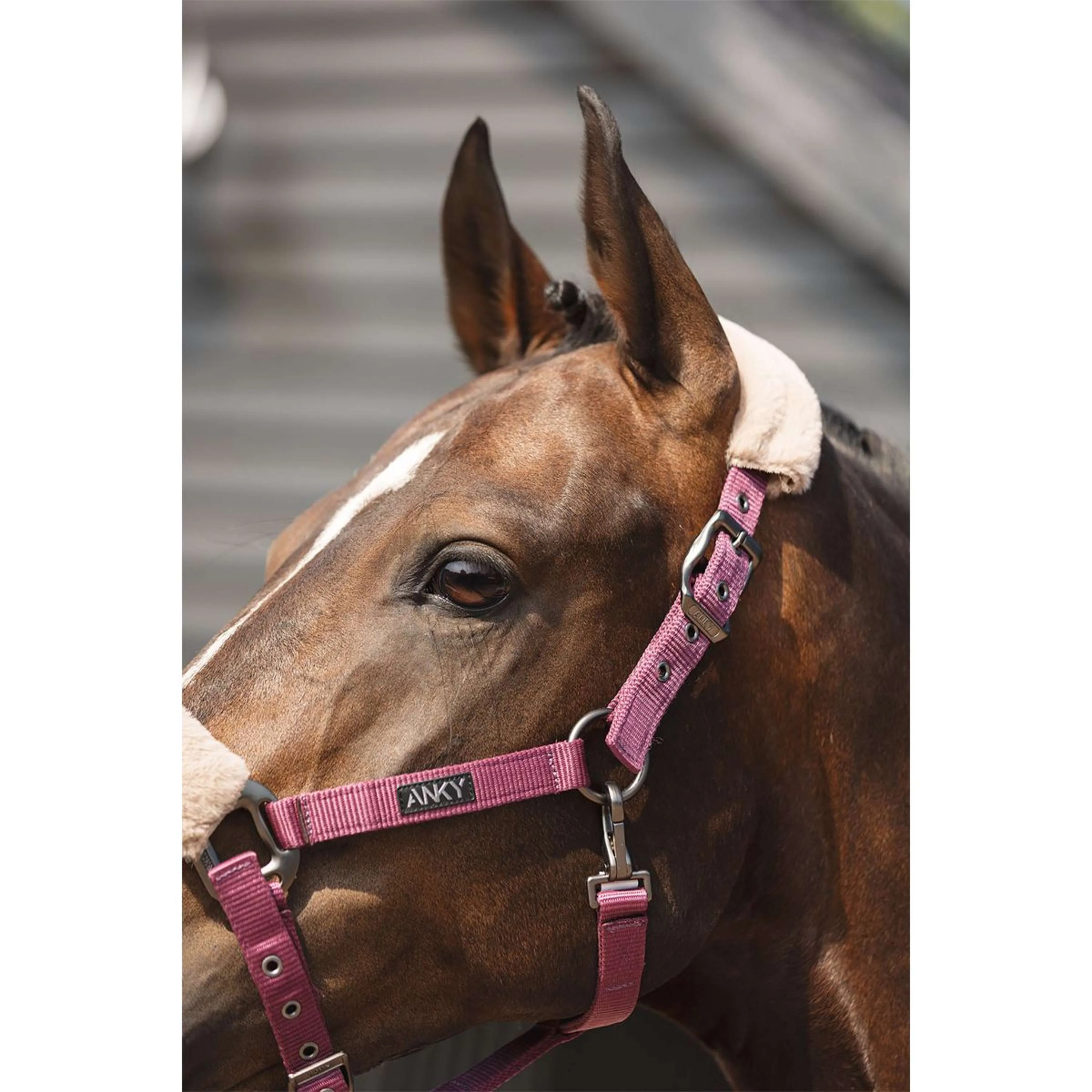 ANKY Ensemble Licol Check Velvet ATH25002 Mellow Mauve - Image 5