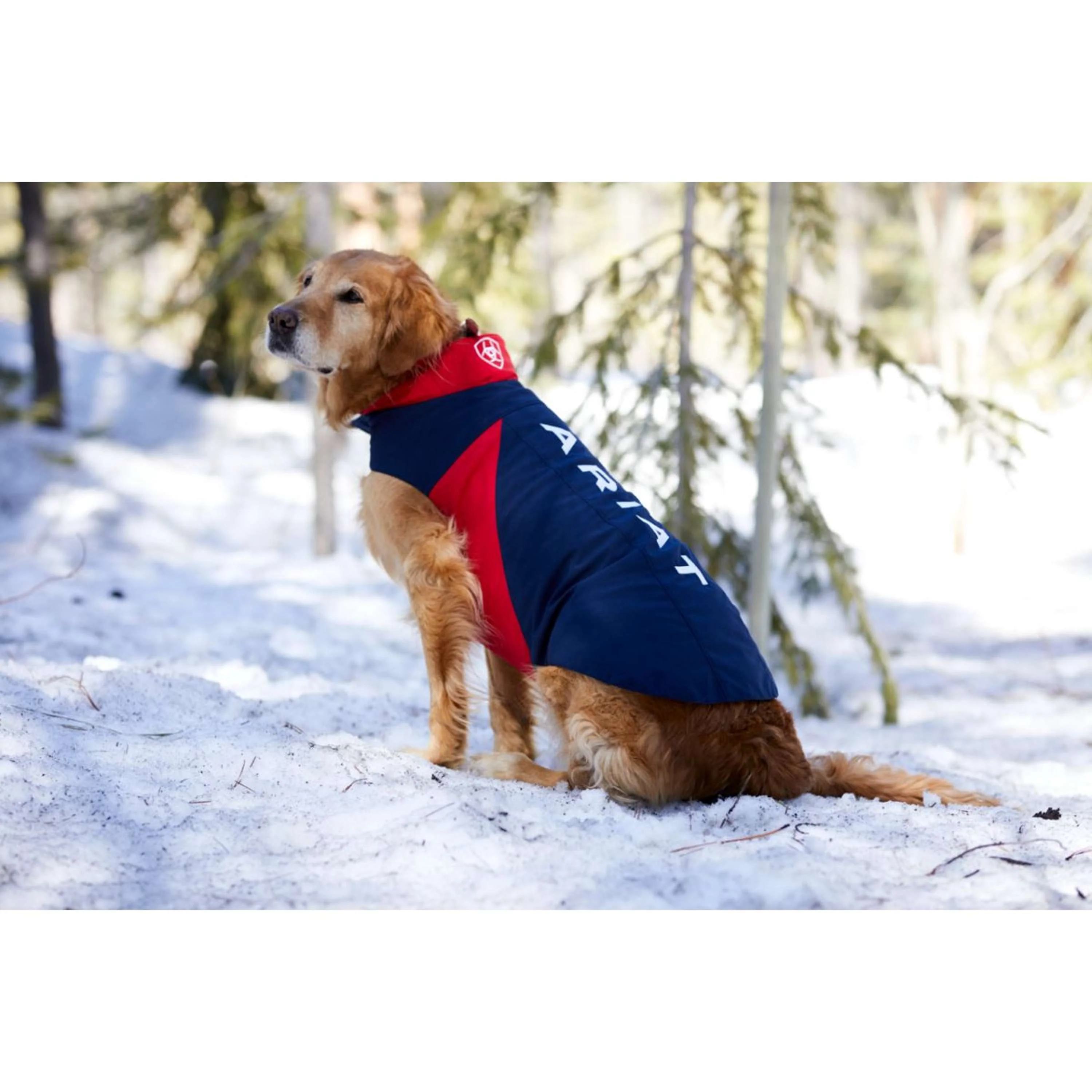 Ariat Veste pour Chien Team Softshell Bleu rouge - Image 3