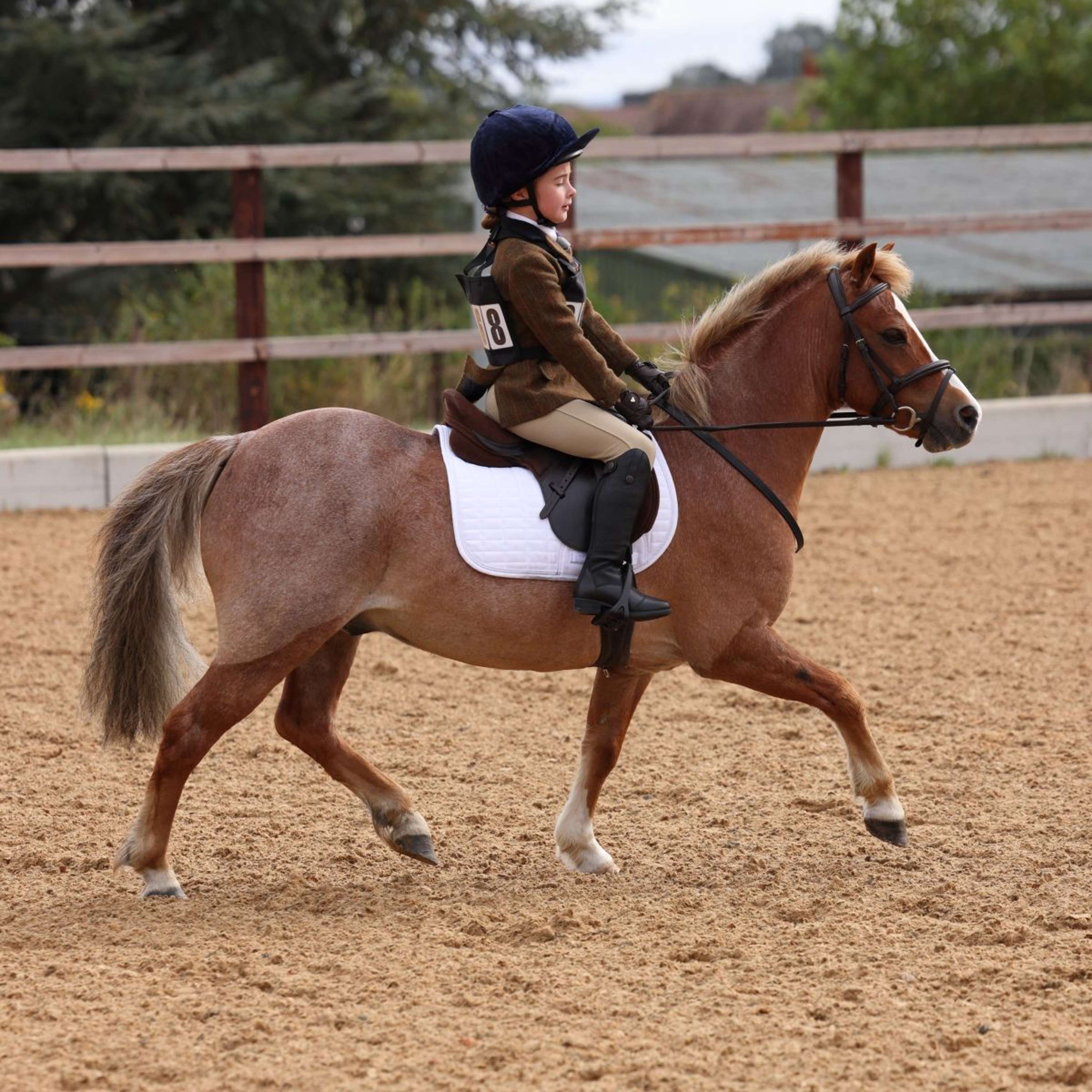 Aubrion by Shires Veste de Concours Saratoga Enfants Rouille Check - Image 14