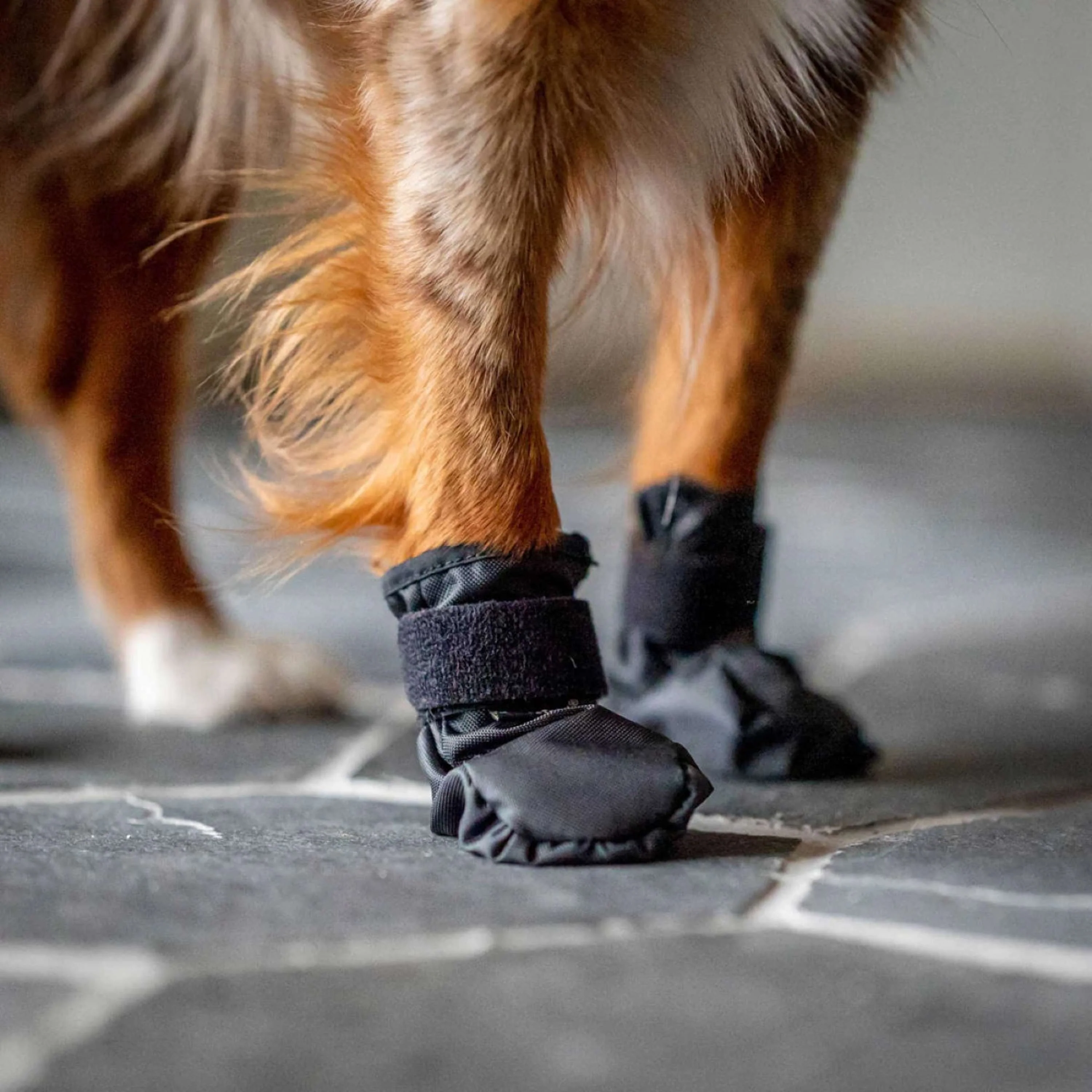 Back on Track Chaussures pour Chien Koda Noir - Image 4