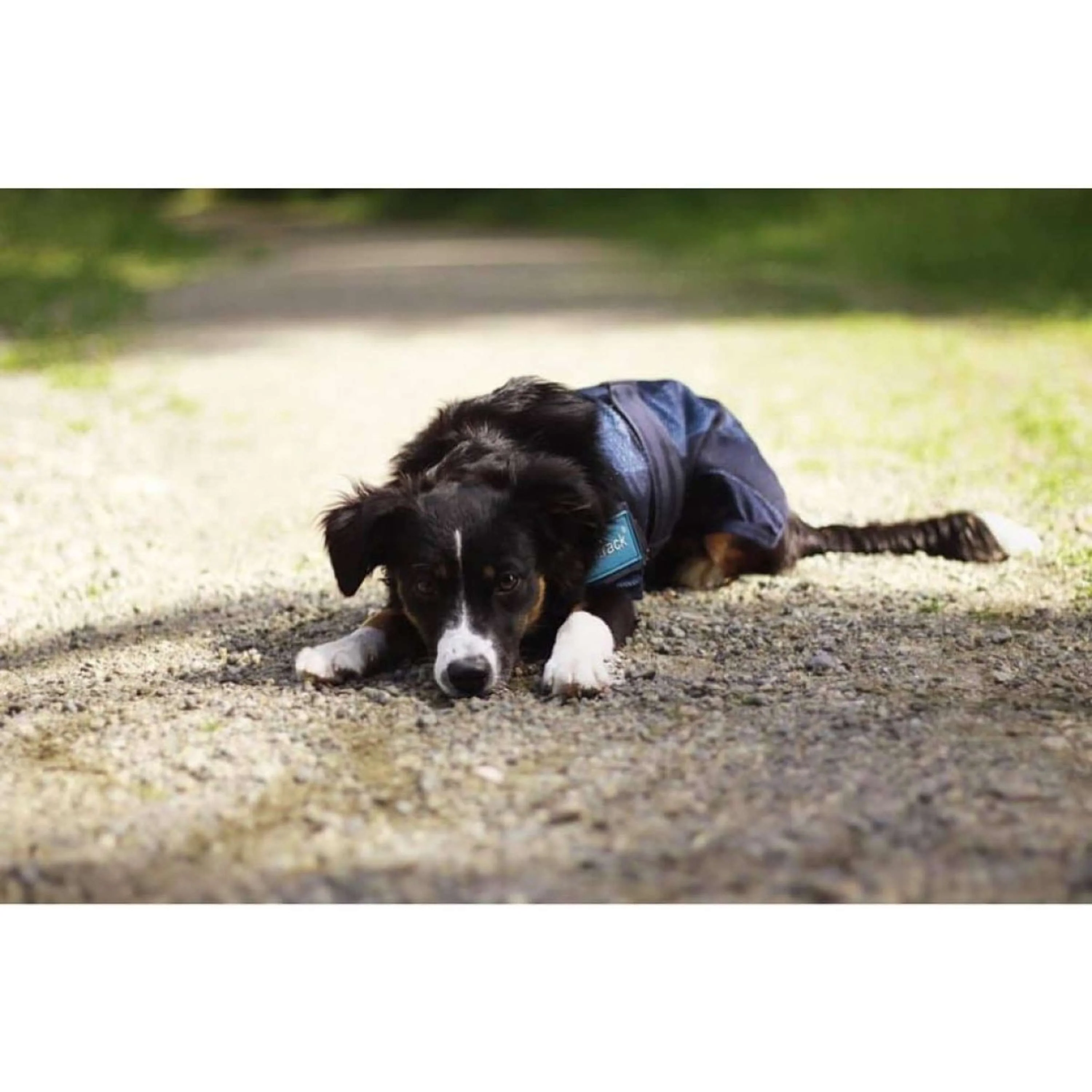 Back on Track Cooling Rug Bleu - Image 4