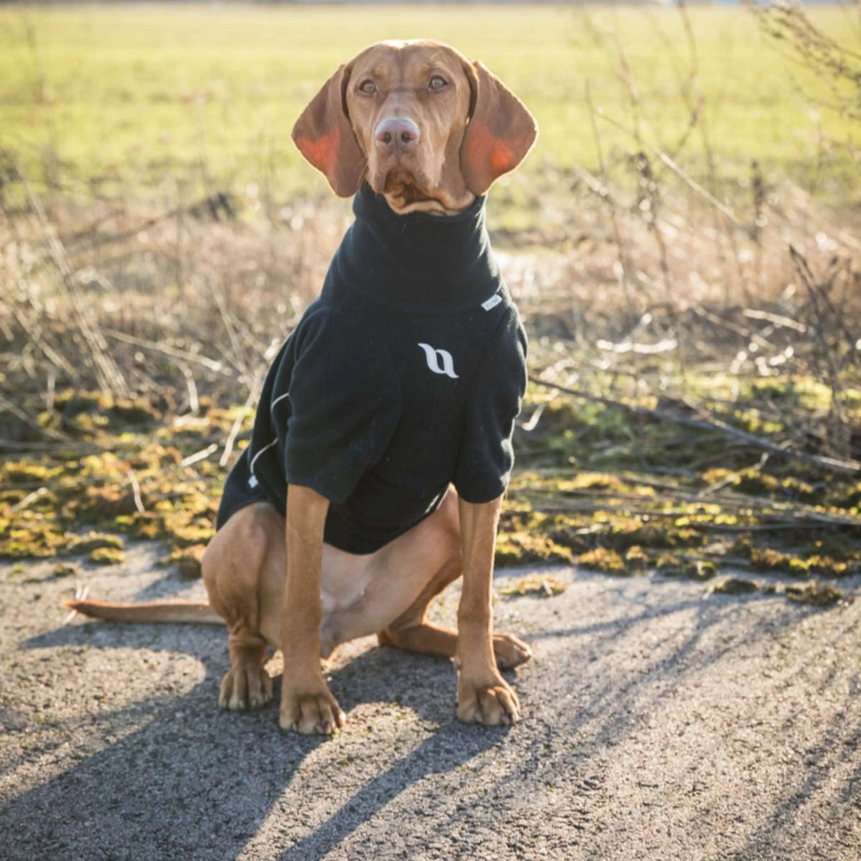 Back on Track Couverture pour Chien Cassie All-Weather Jumper Noir - Image 10