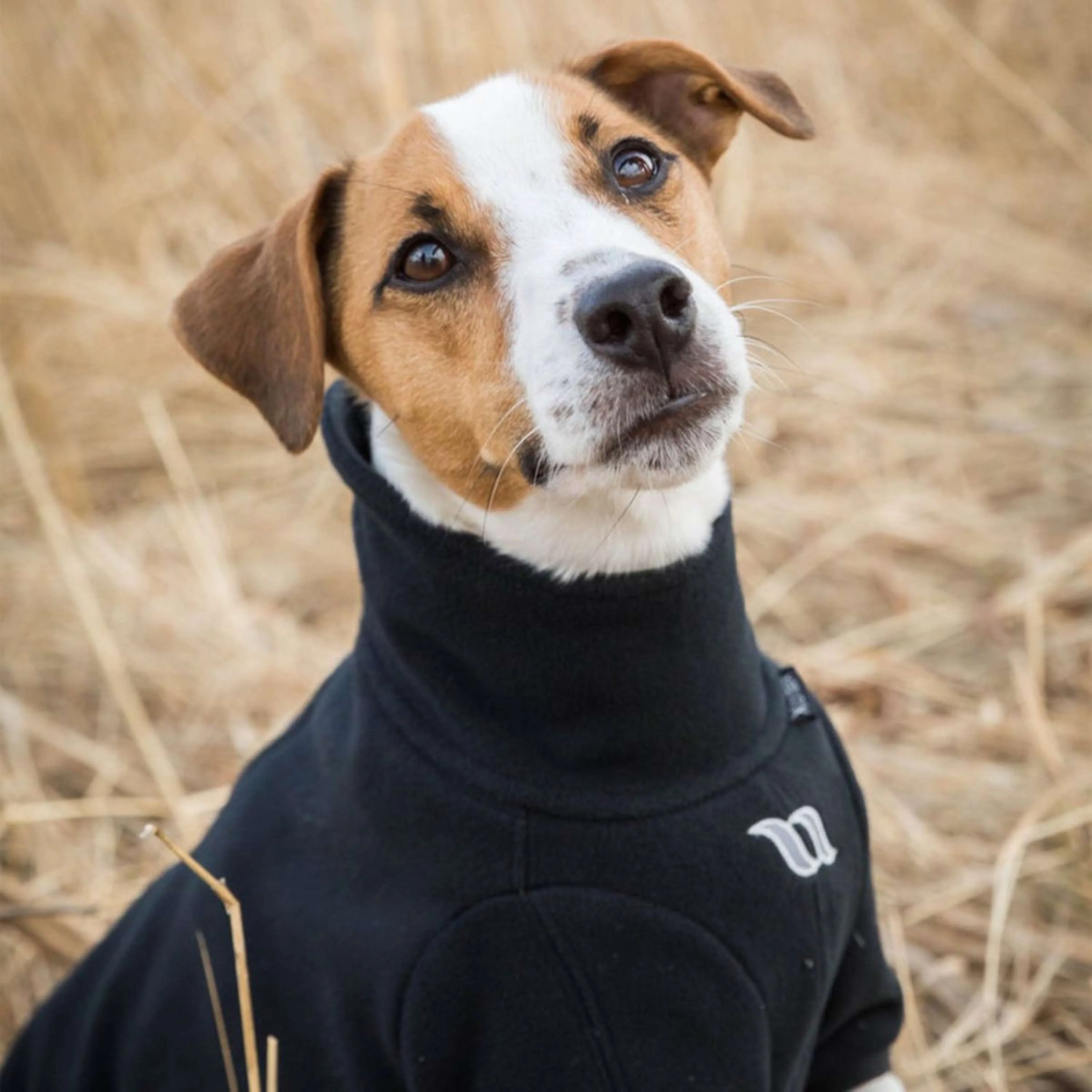 Back on Track Couverture pour Chien Cassie All-Weather Jumper Noir - Image 9