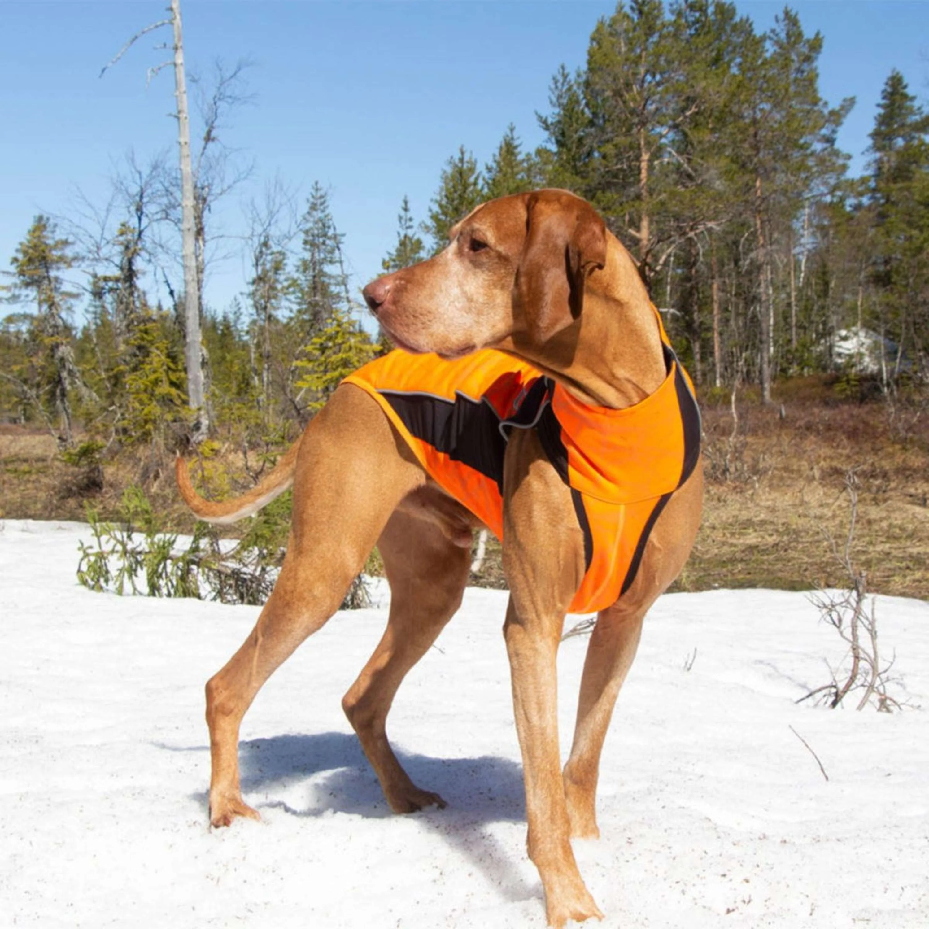 Back on Track Couverture pour Chien Eddie High Visibility Jumper Orange - Image 10