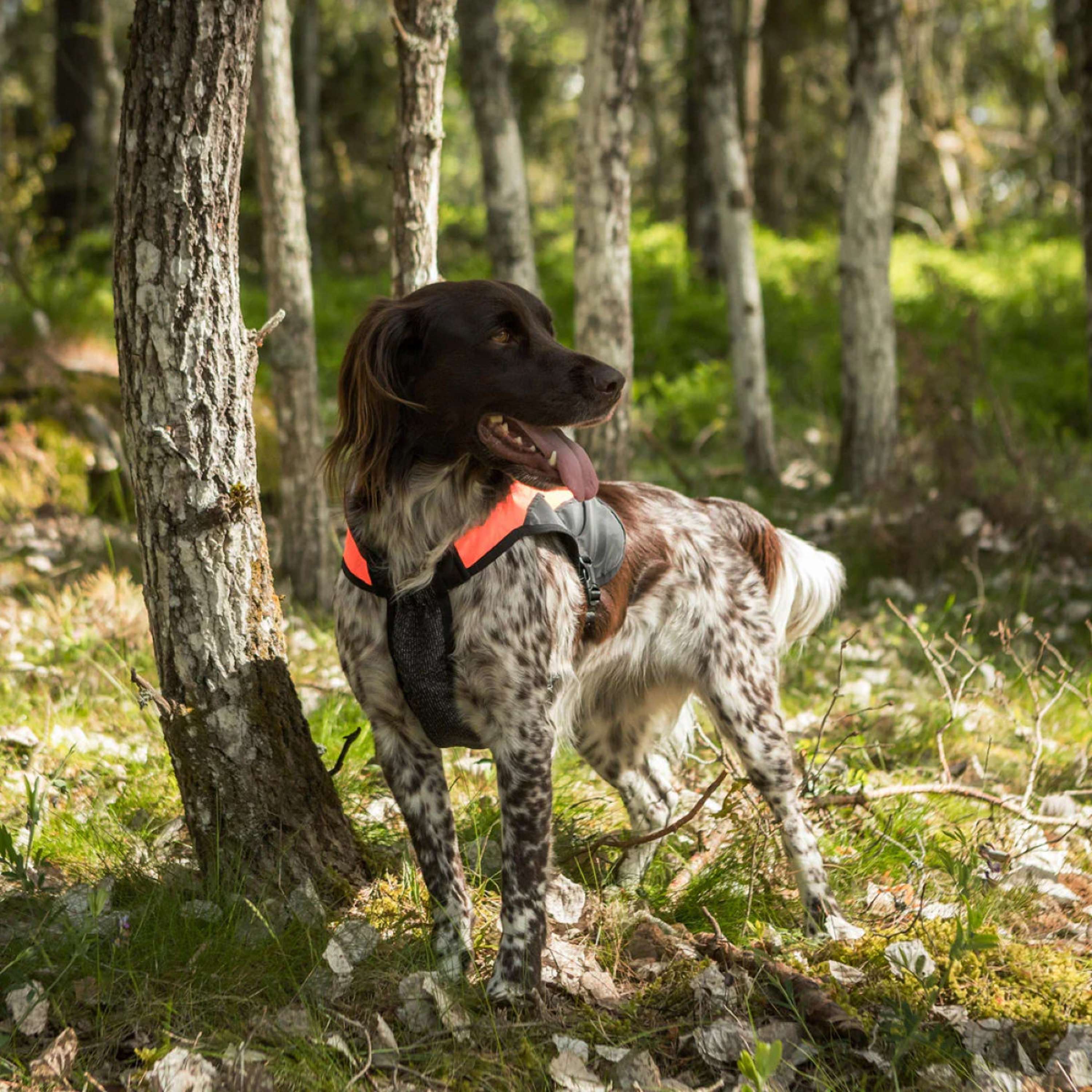 Back on Track Veste pour Chien TRAKK Réfléchissant Orange - Image 7
