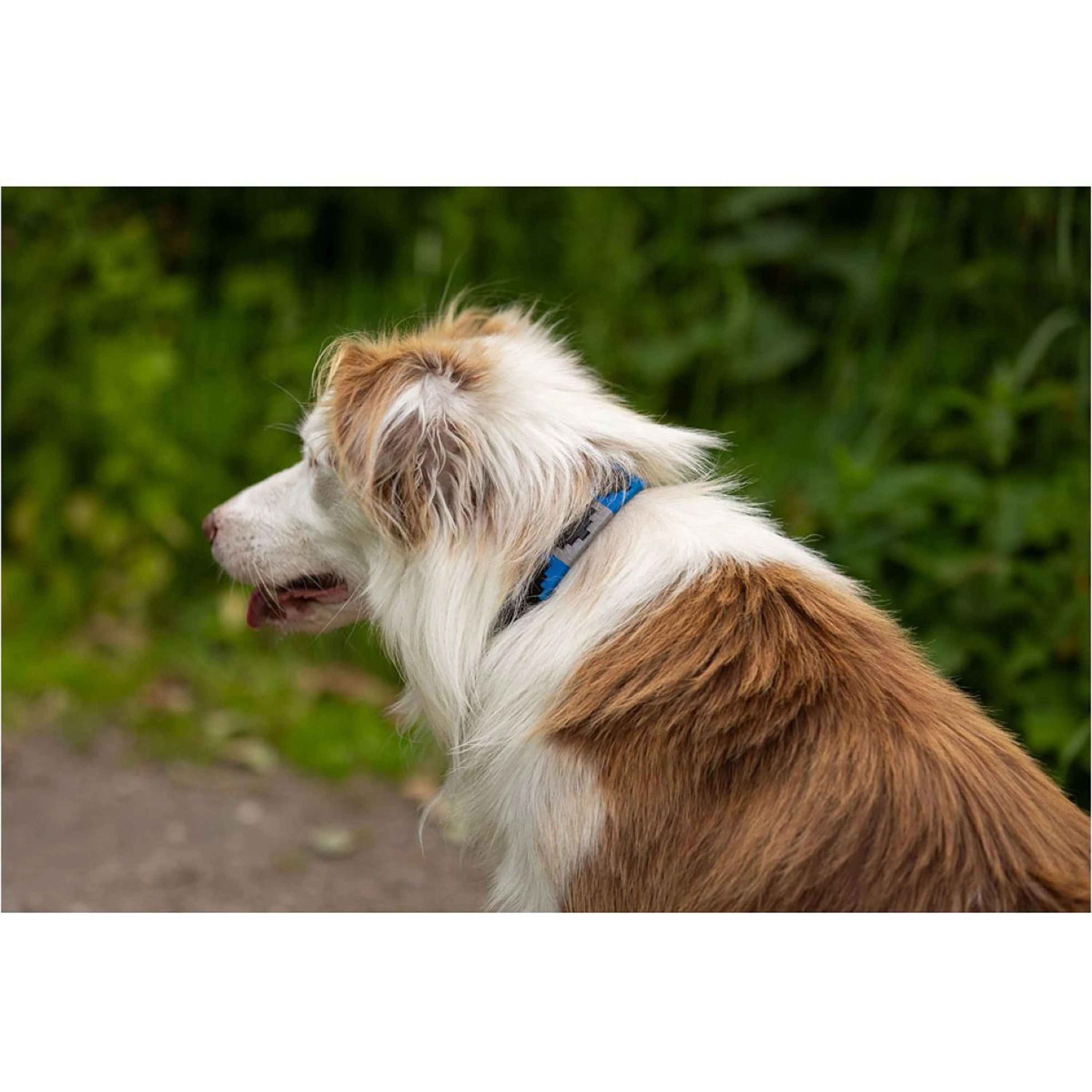 BR Collier pour Chien Bleu/Gris - Image 2