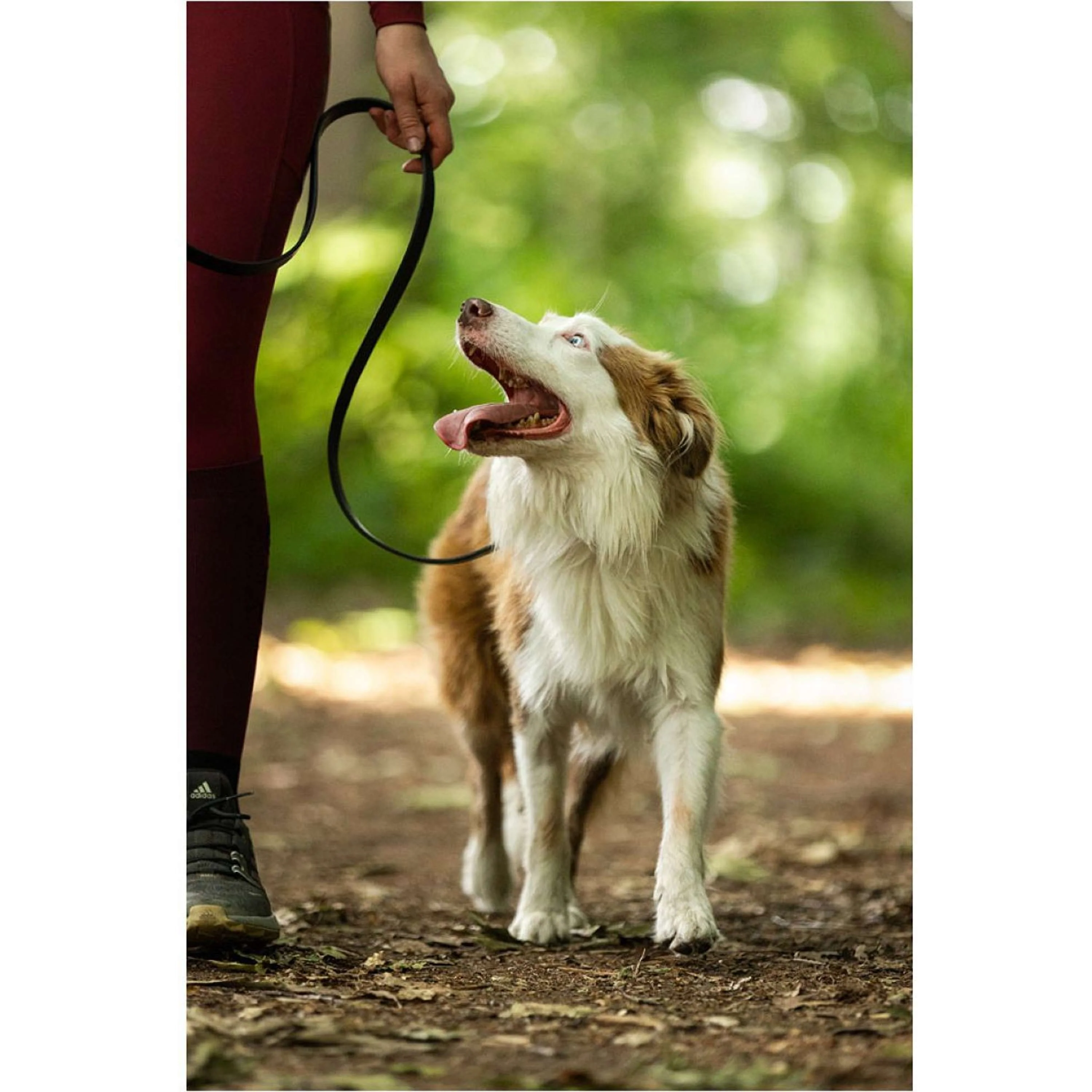 BR Laisse pour Chien Noir - Image 2