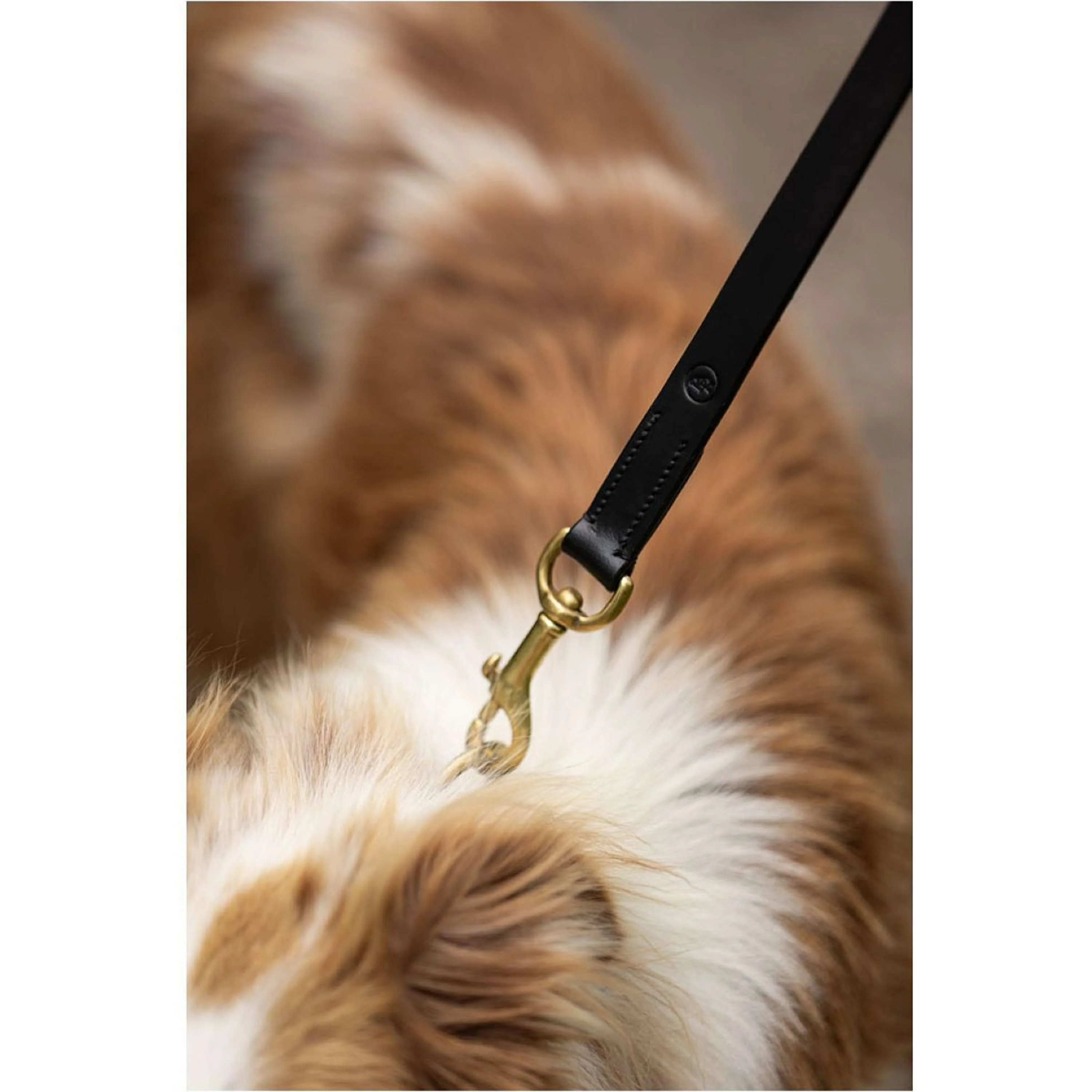 BR Laisse pour Chien Noir - Image 3