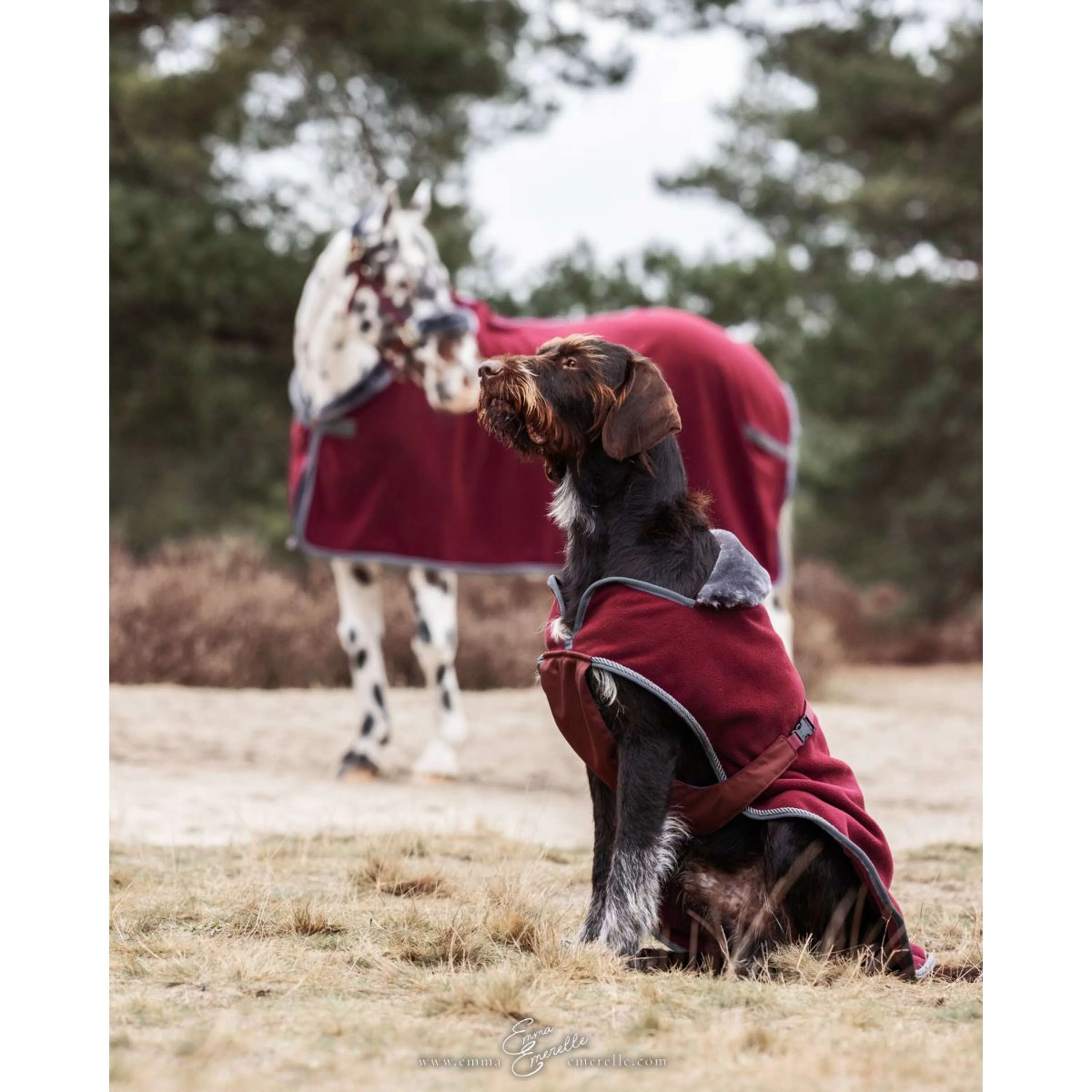 Bucas Couverture pour Chien Show-Line Burgundy/Gris - Image 3