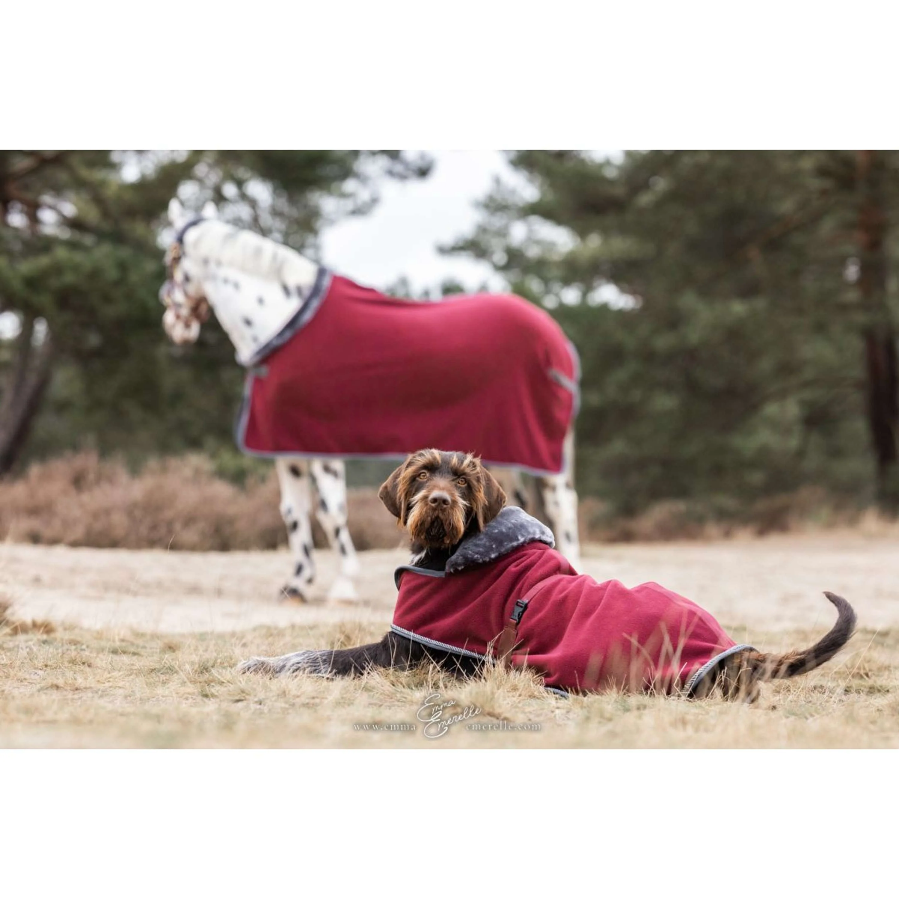 Bucas Couverture pour Chien Show-Line Burgundy/Gris - Image 4