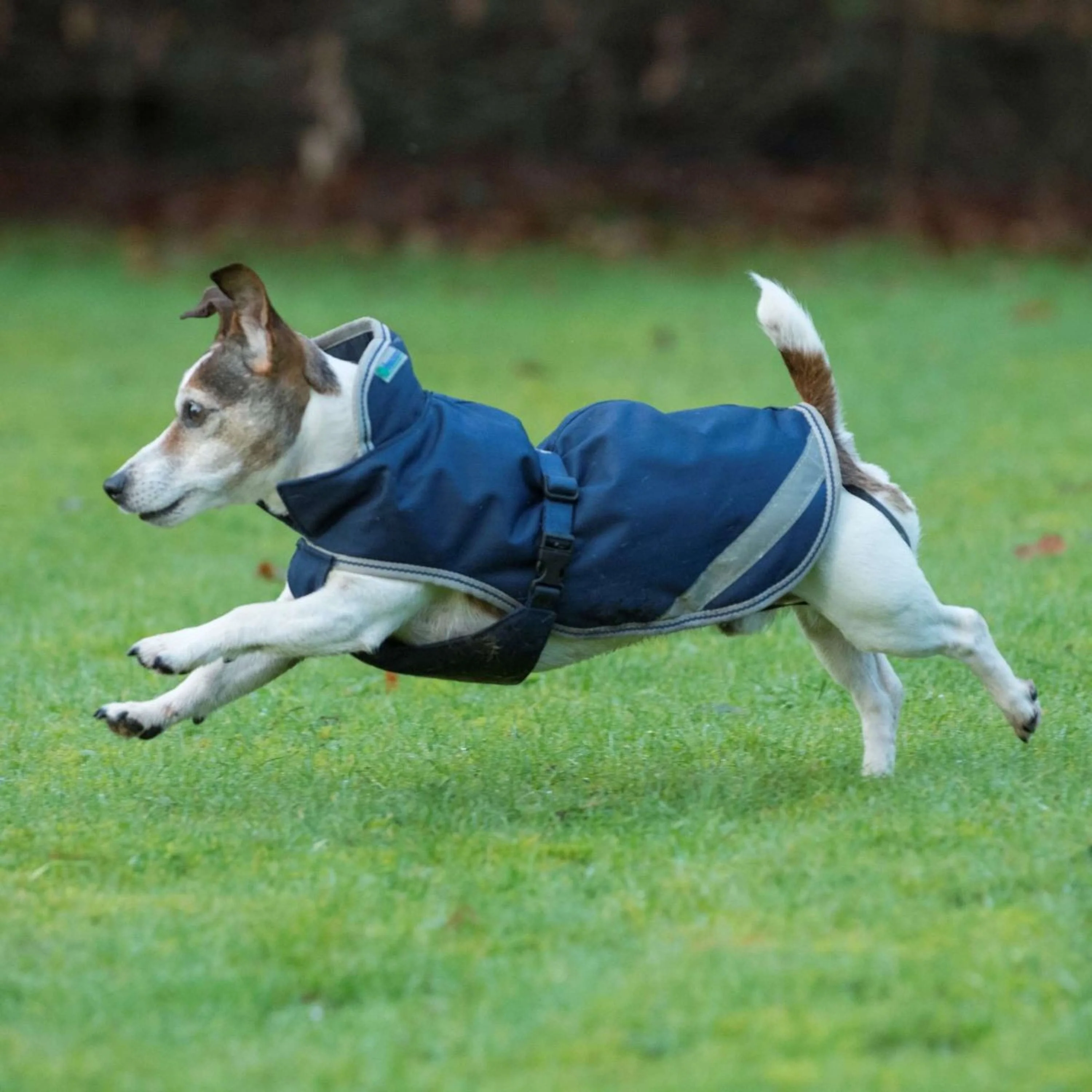 Bucas Freedom Couverture pour Chien 50g Marin - Image 2