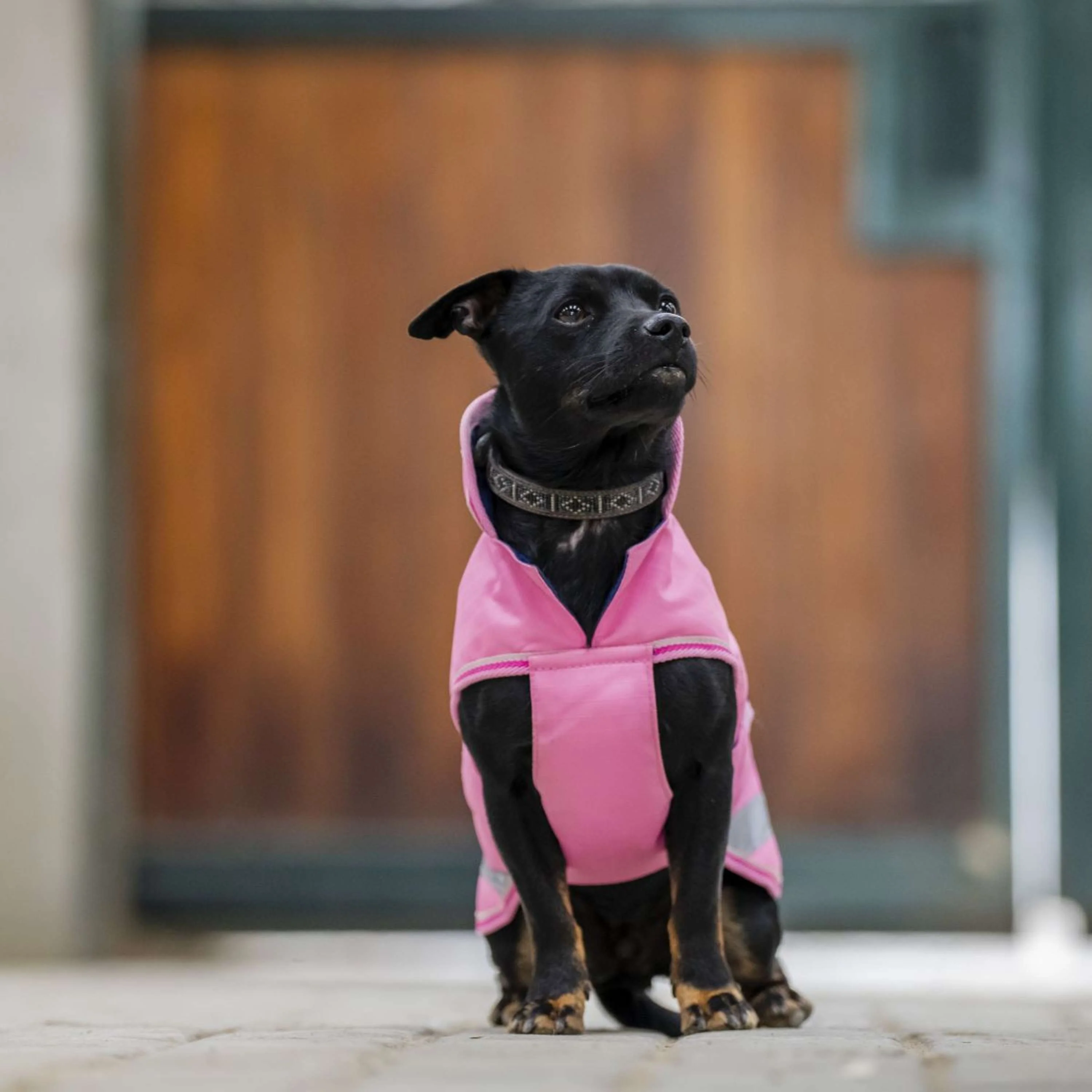 Bucas Freedom Dog Rug Aurora Pink - Image 6