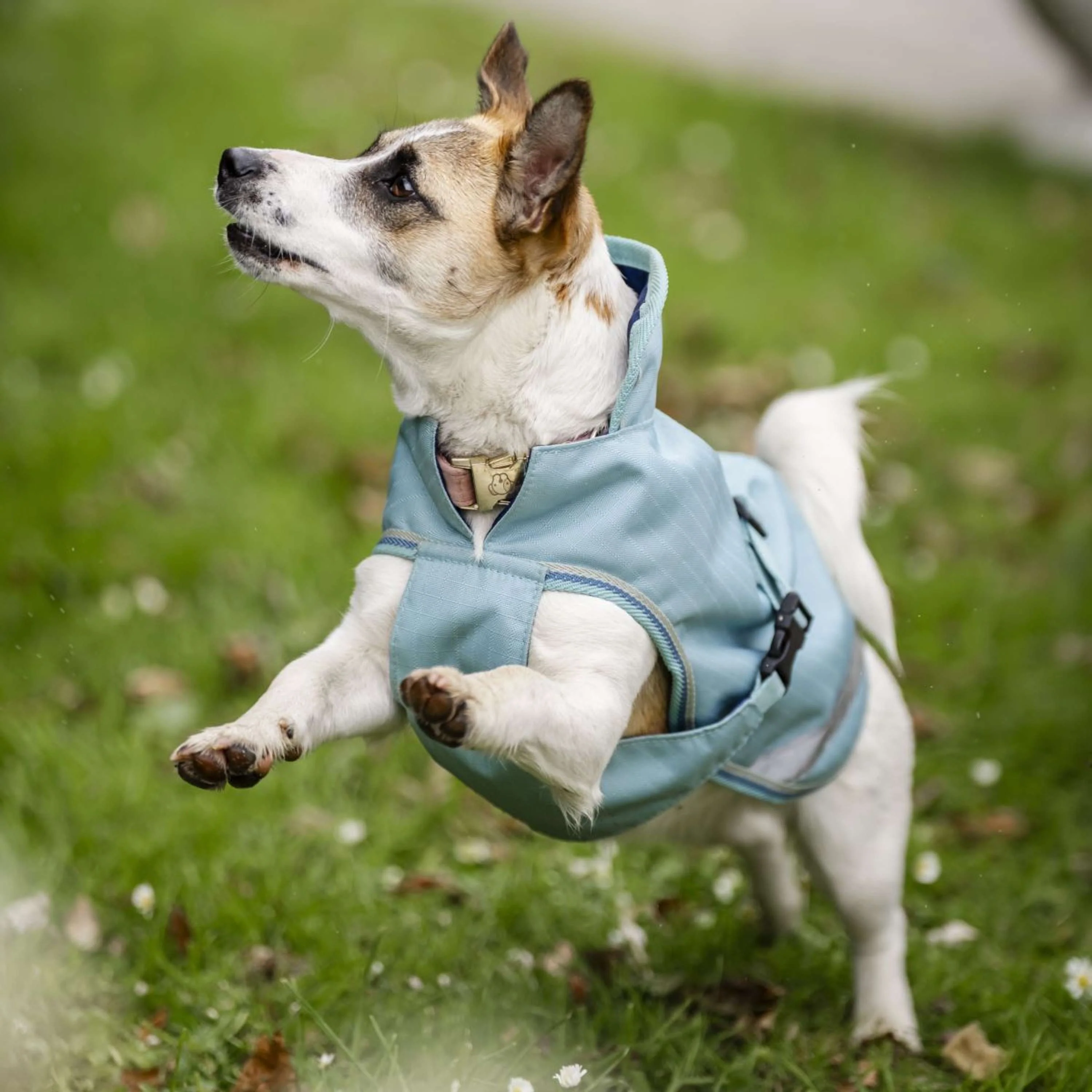 Bucas Freedom Dog Rug Turquoise - Image 2