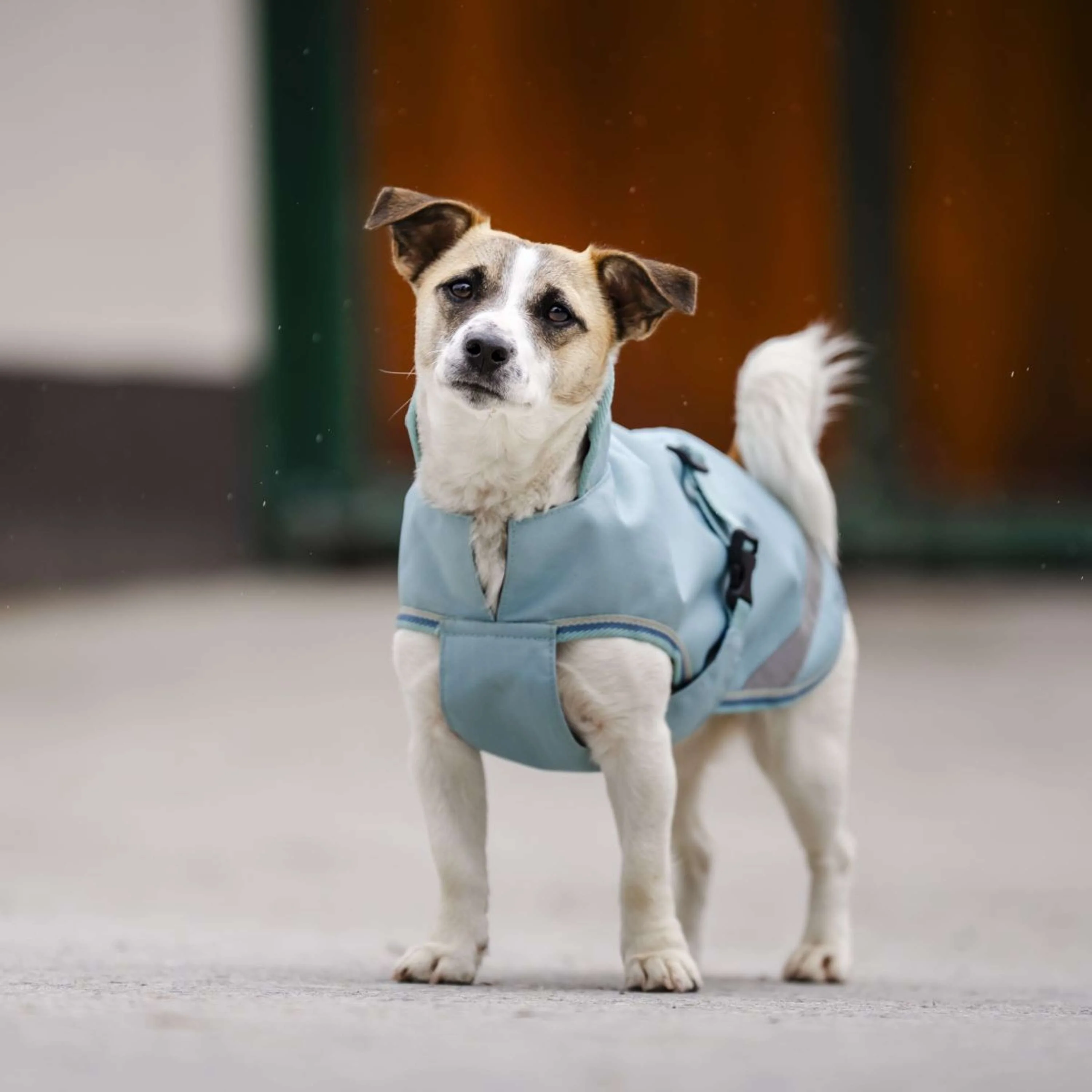 Bucas Freedom Dog Rug Turquoise - Image 7