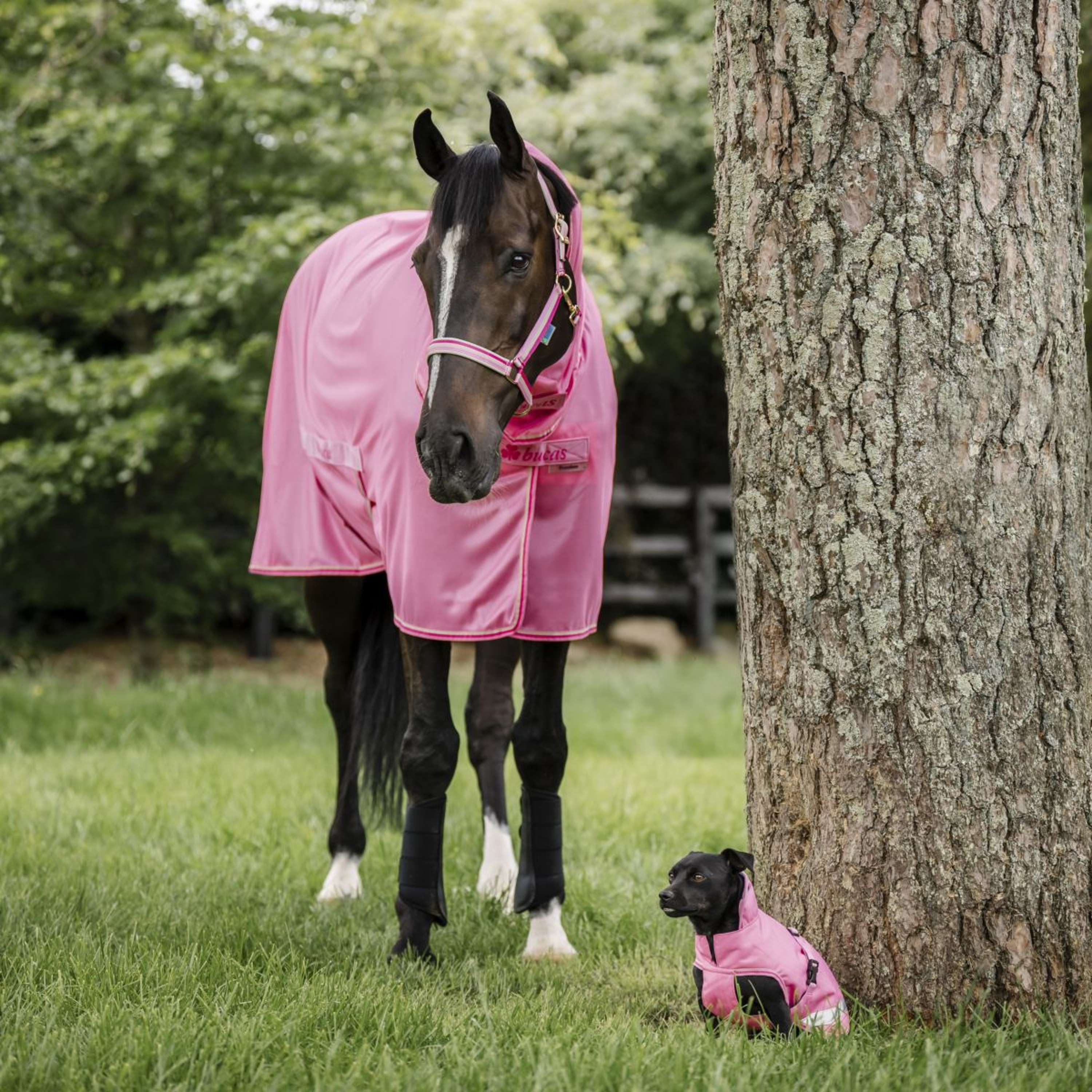 Bucas Freedom Dog Rug Aurora Pink - Image 5