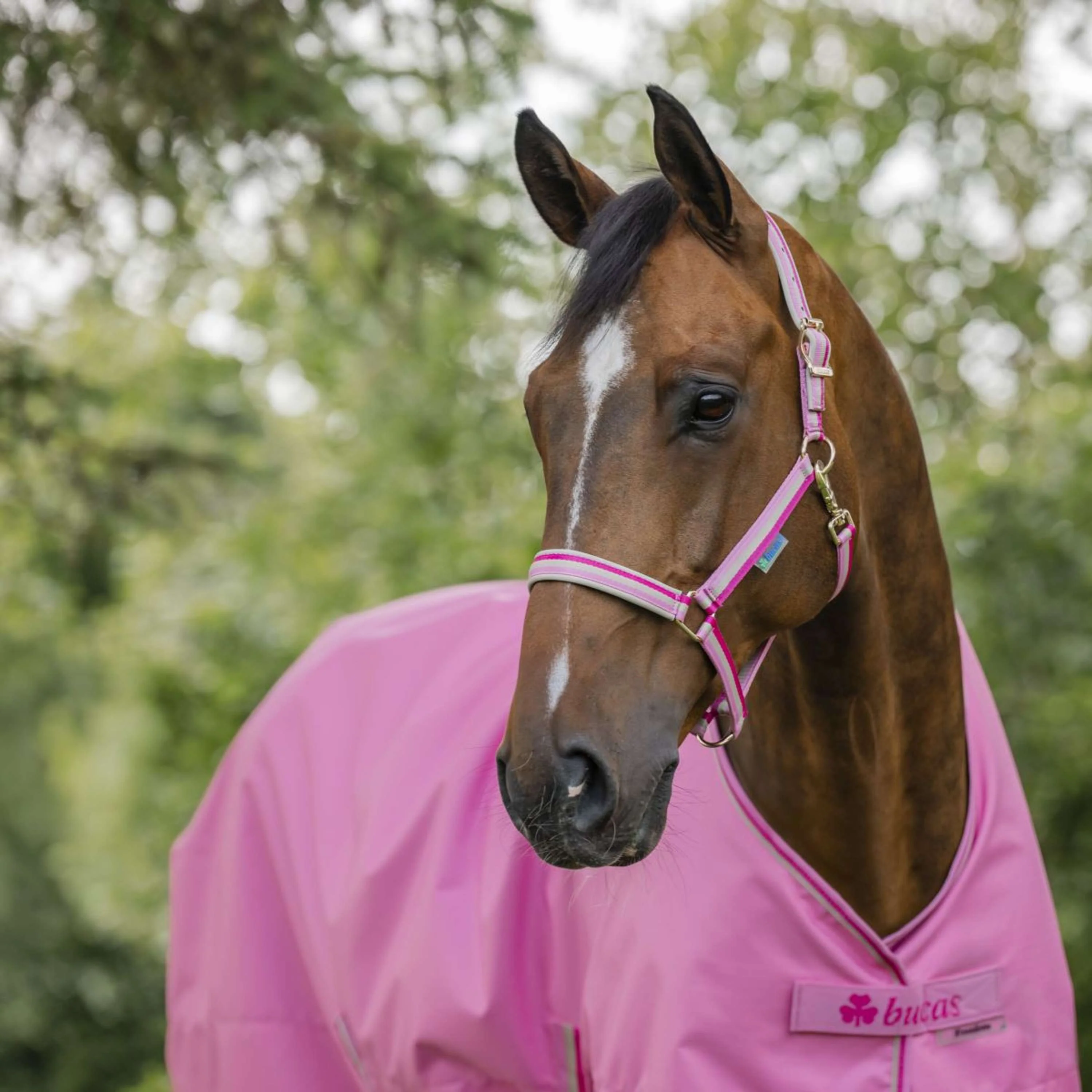Bucas Freedom Turnout Light 0g Aurora Pink - Image 4