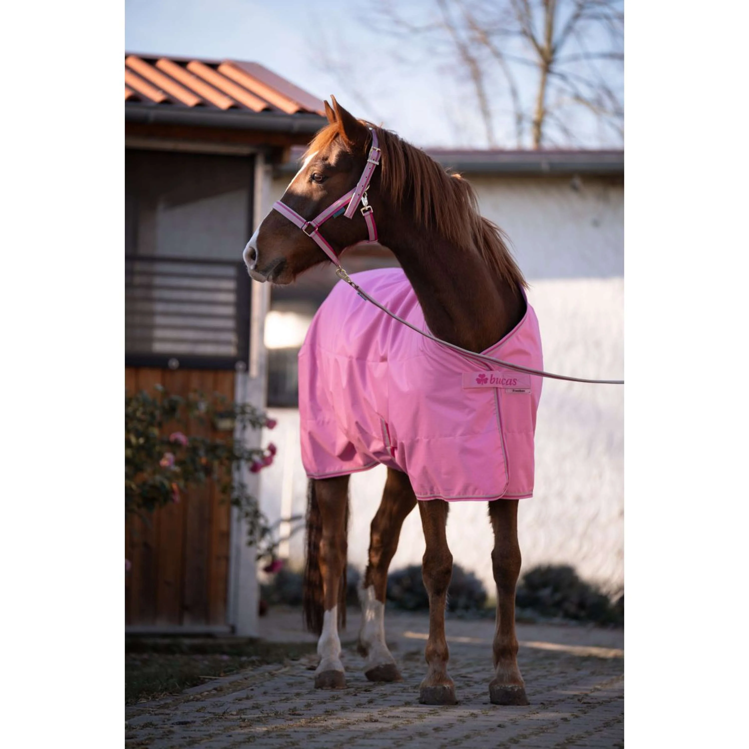 Bucas Freedom Turnout Light 0g Aurora Pink - Image 7