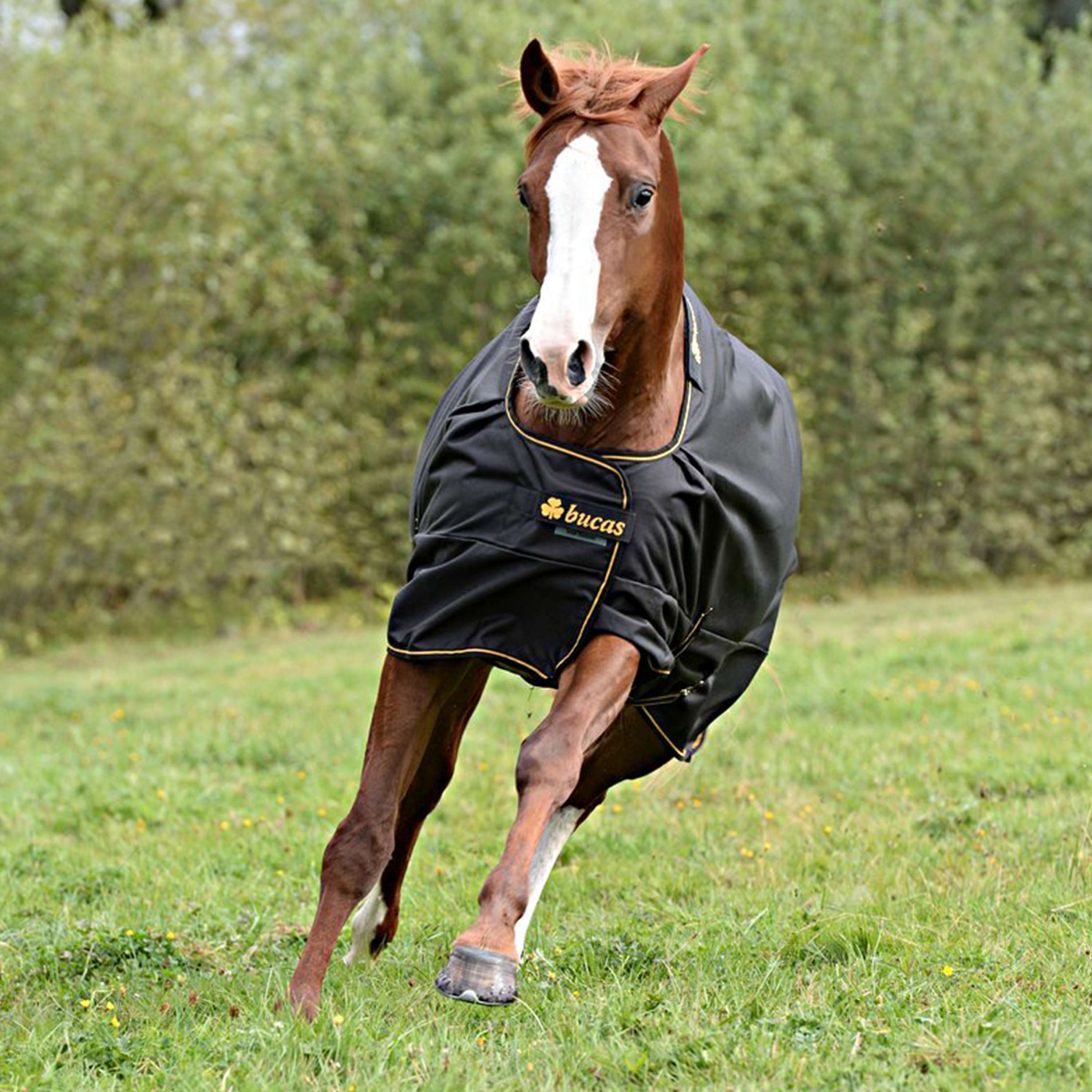 Bucas Irish Turnout Extra 300g Noir/Or - Image 2
