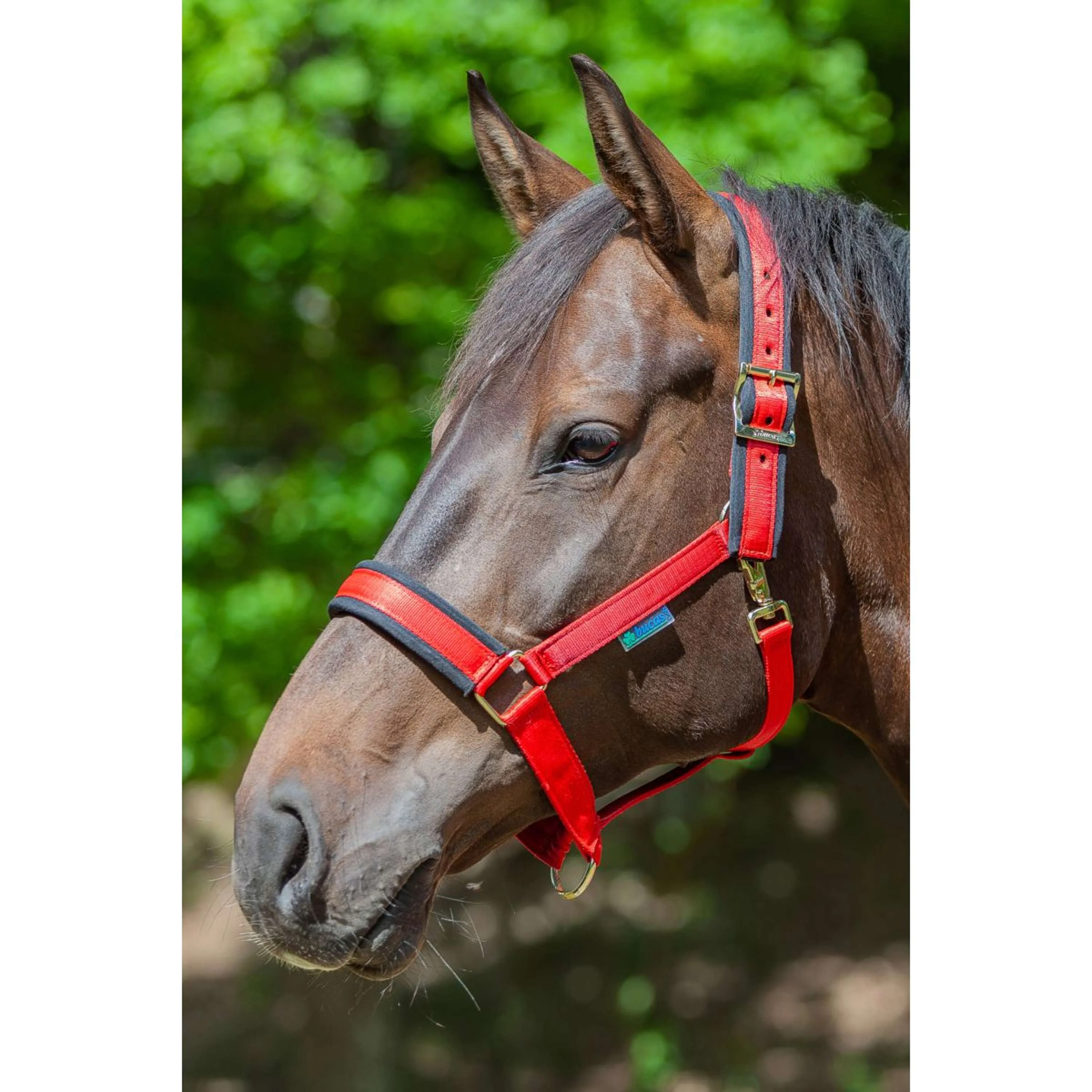 Bucas Licol Comfort Rouge/Noir - Image 2