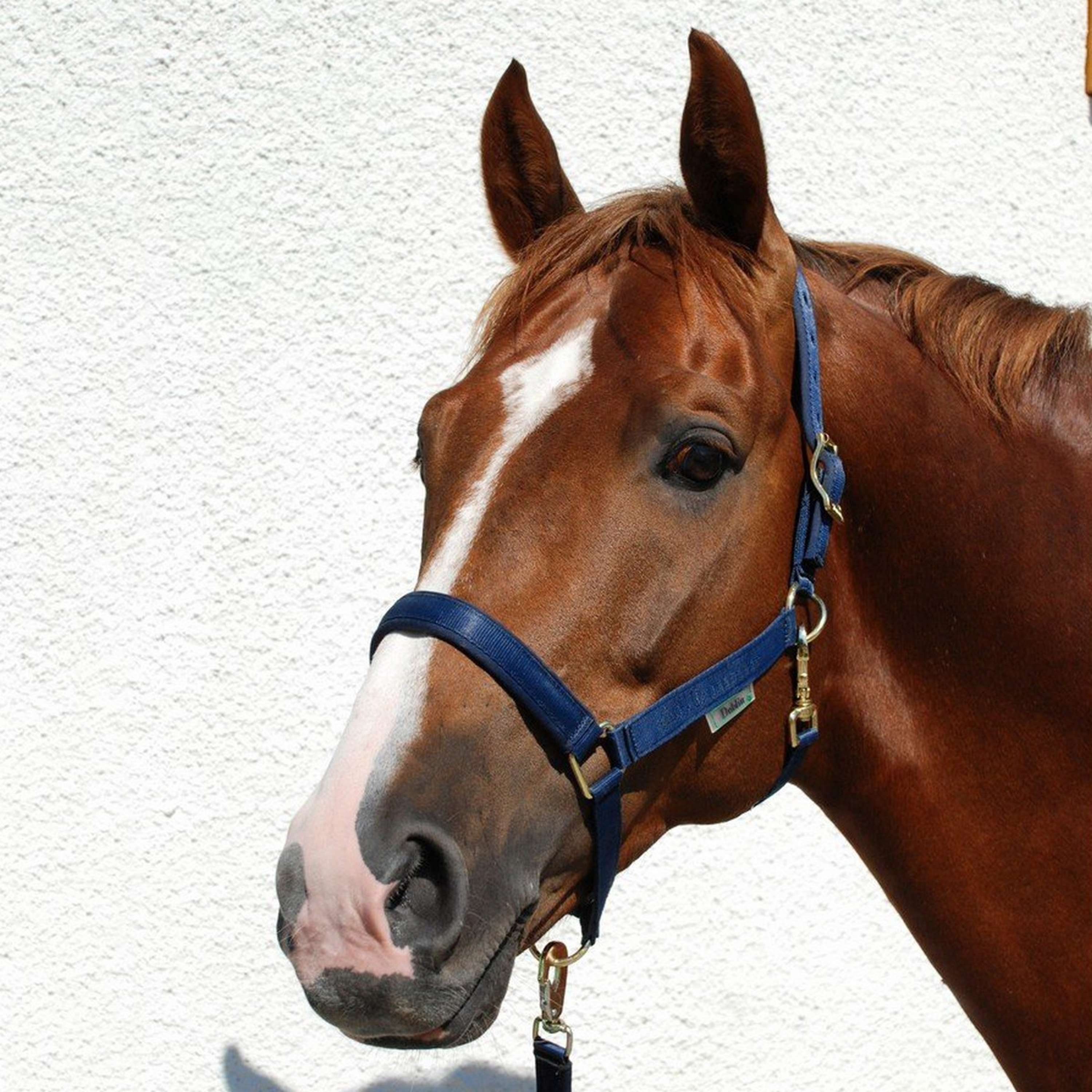 Bucas Licol Dublin Foal Marin - Image 3