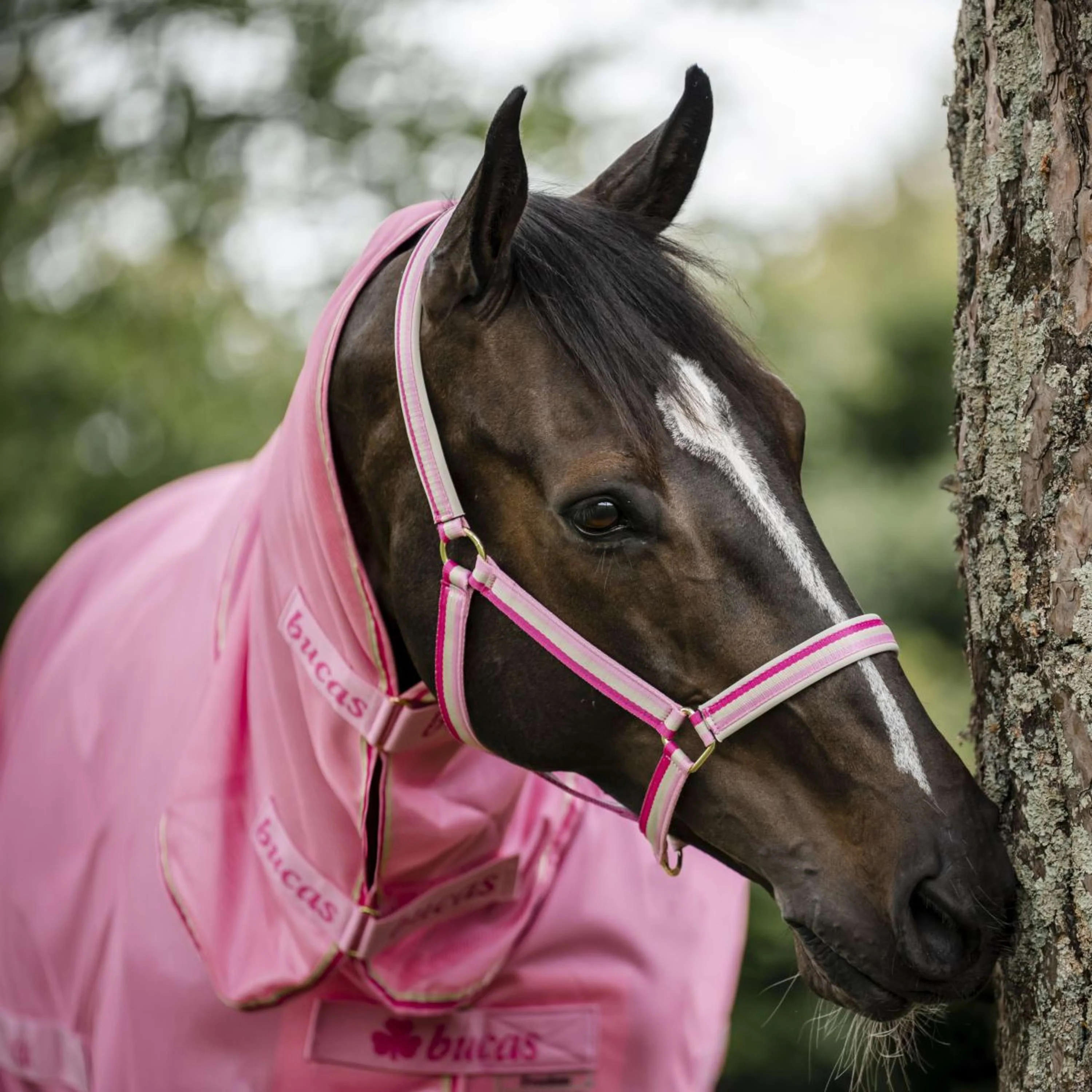 Bucas Licol Dublin Poulain Aurora Pink - Image 5