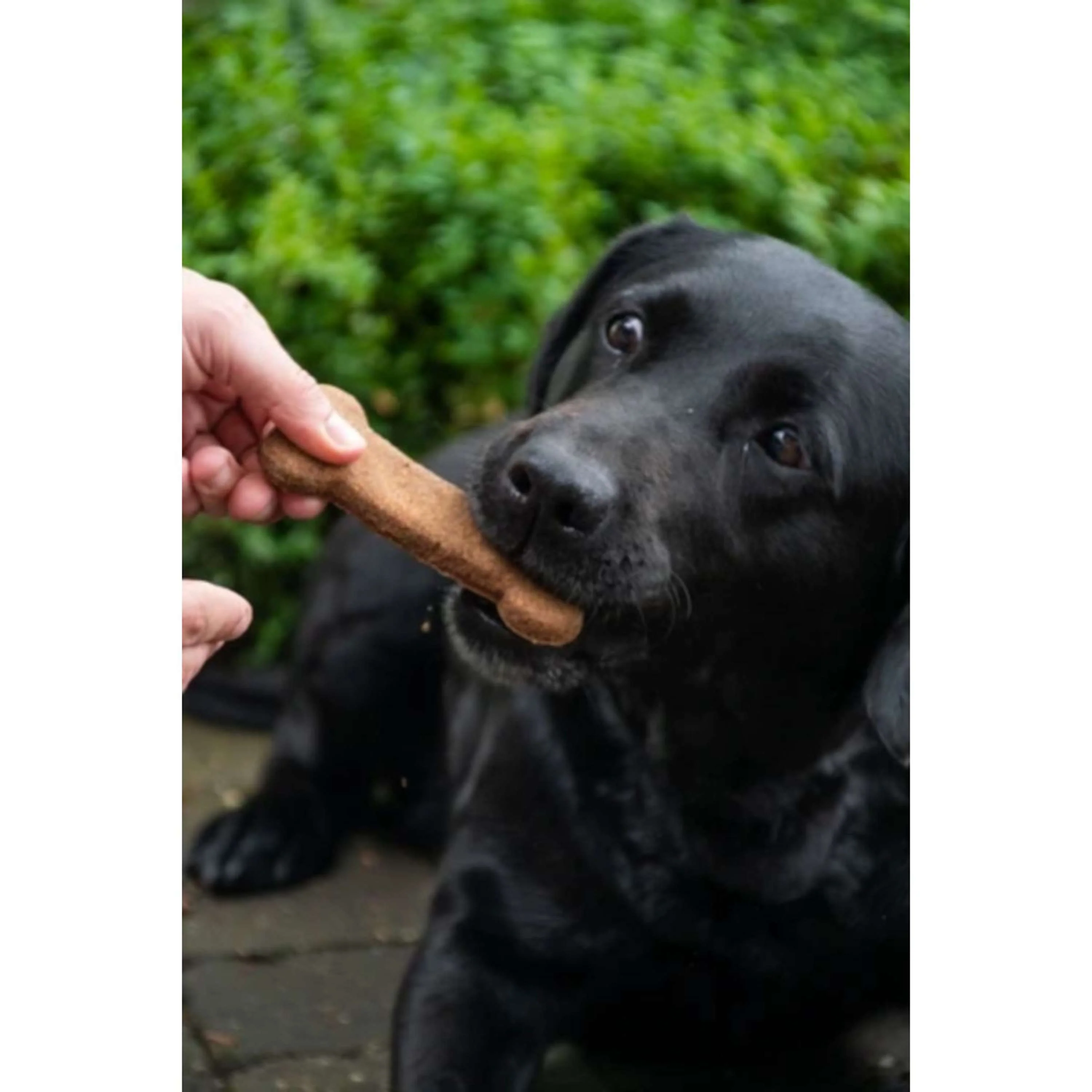 Bugbone Friandise pour Chien 6 Pièces - Image 2