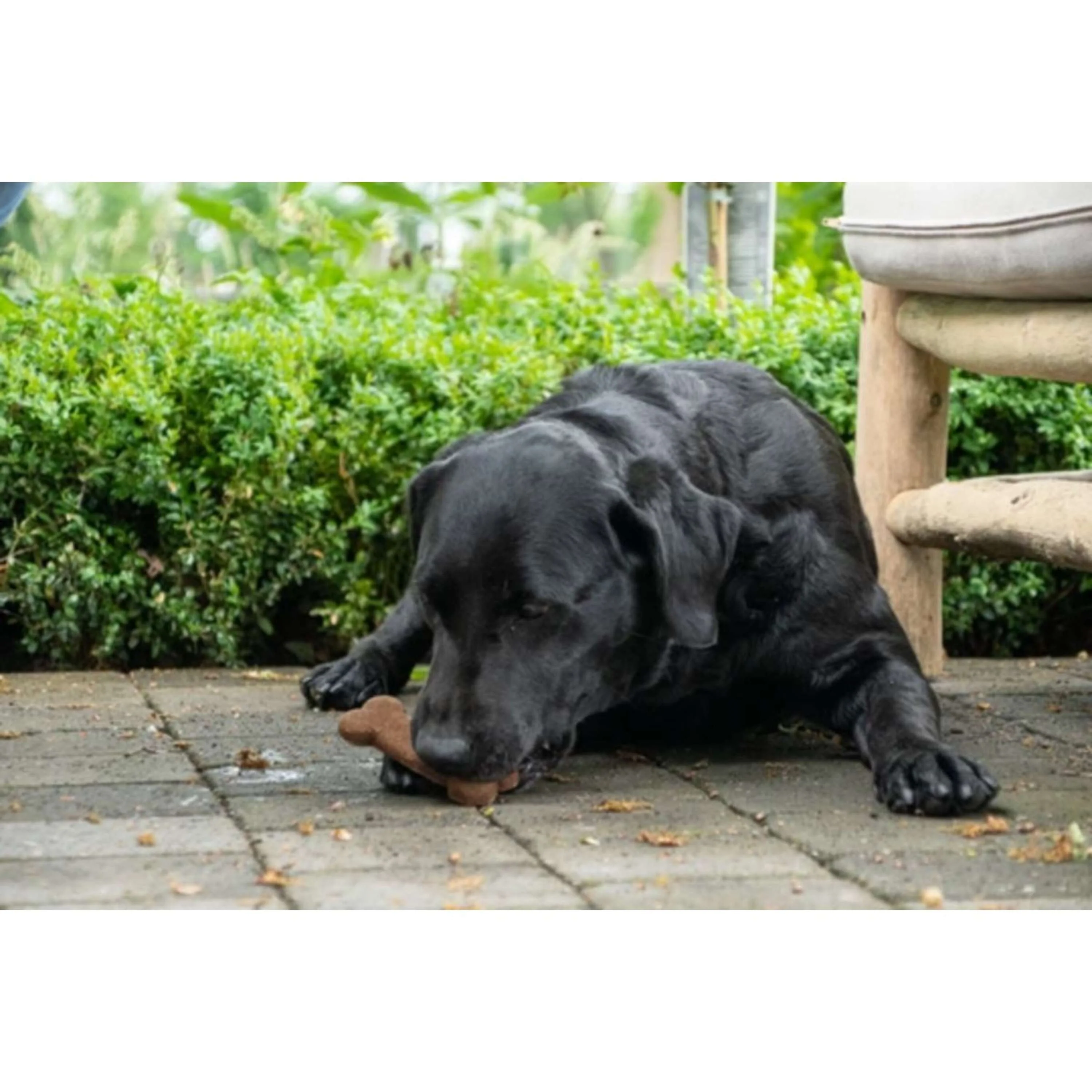 Bugbone Friandise pour Chien 6 Pièces - Image 3