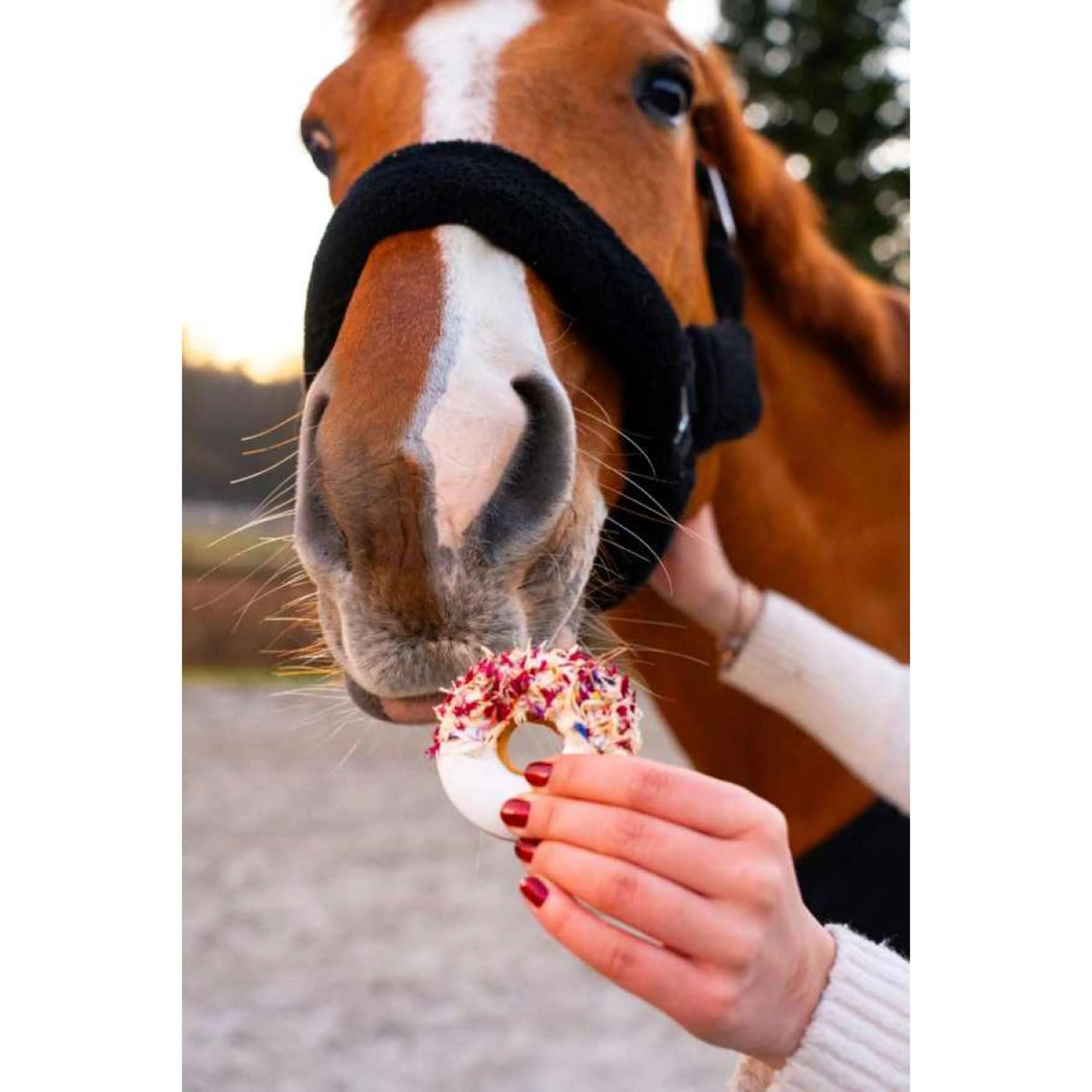 Candy Horse Love Beignets Heather & Cornflower - Image 2