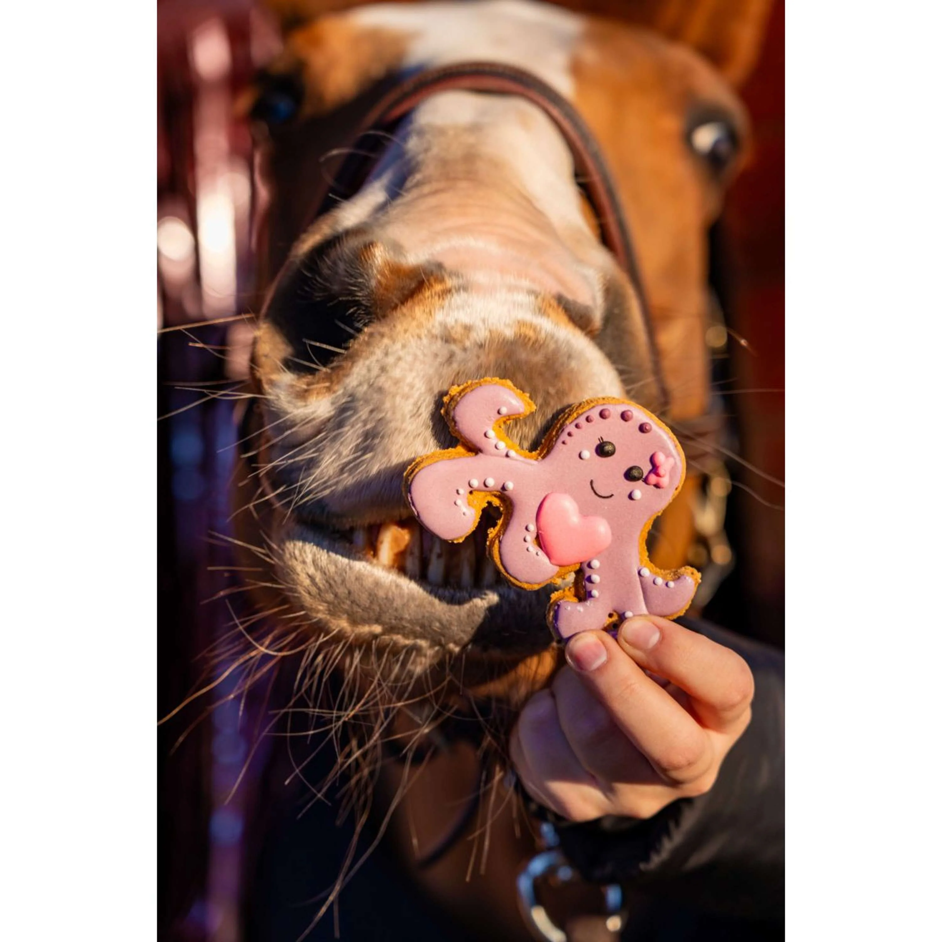 Candy Horse Love Cookie Octopus - Image 2