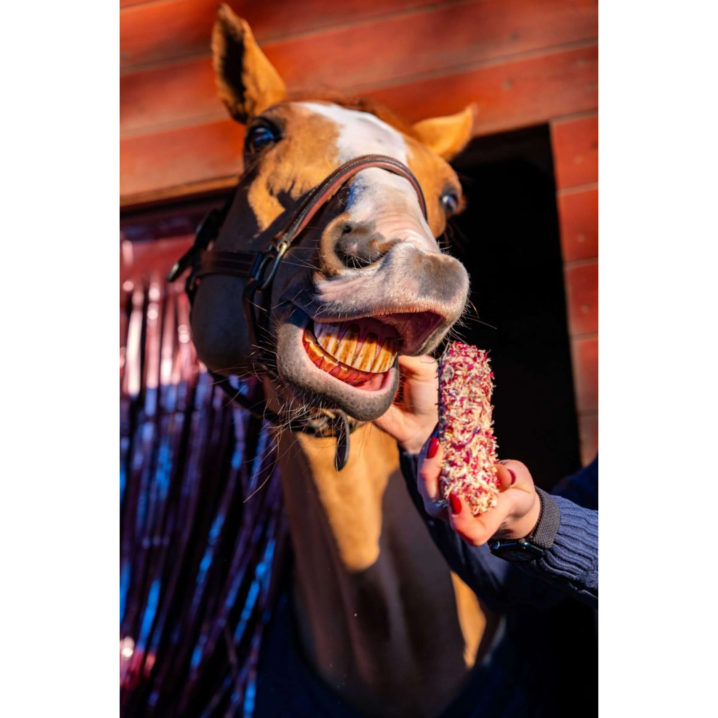 Candy Horse Love Cookies Cornflower Eclair - Image 2