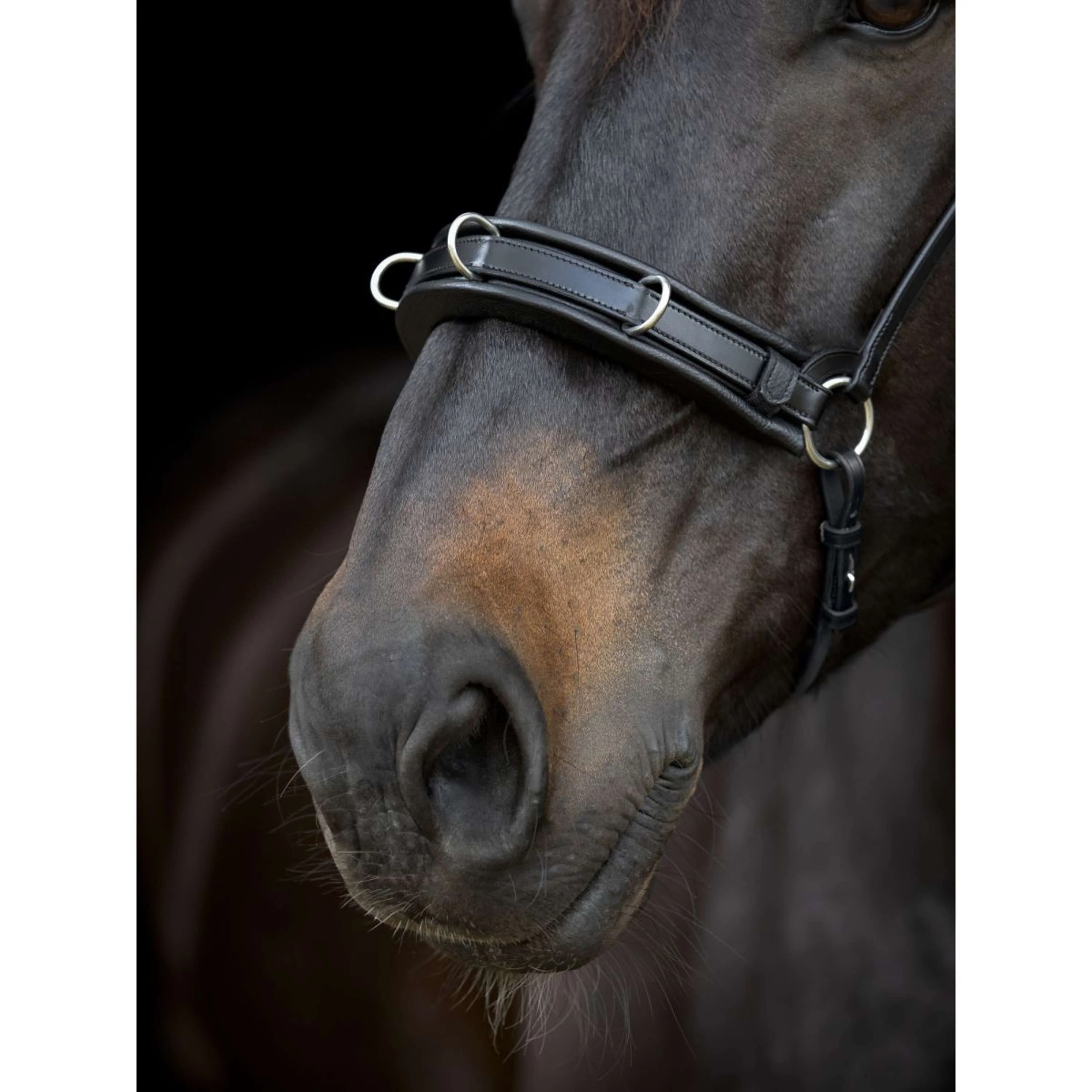 Catago Muserolle Gentle Marron - Image 3
