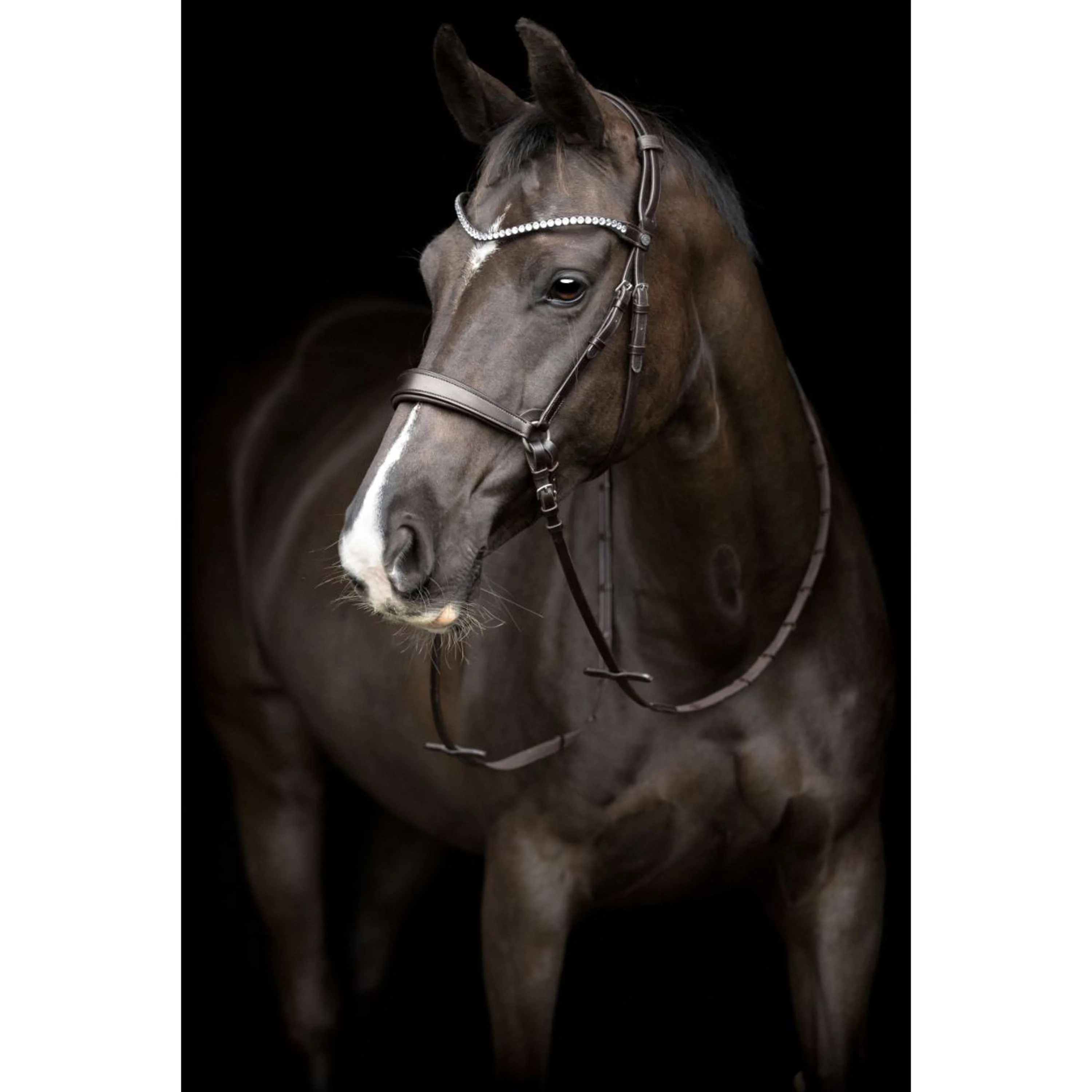 Catago Sous-Gorge Gentle avec Boucles Marron - Image 2
