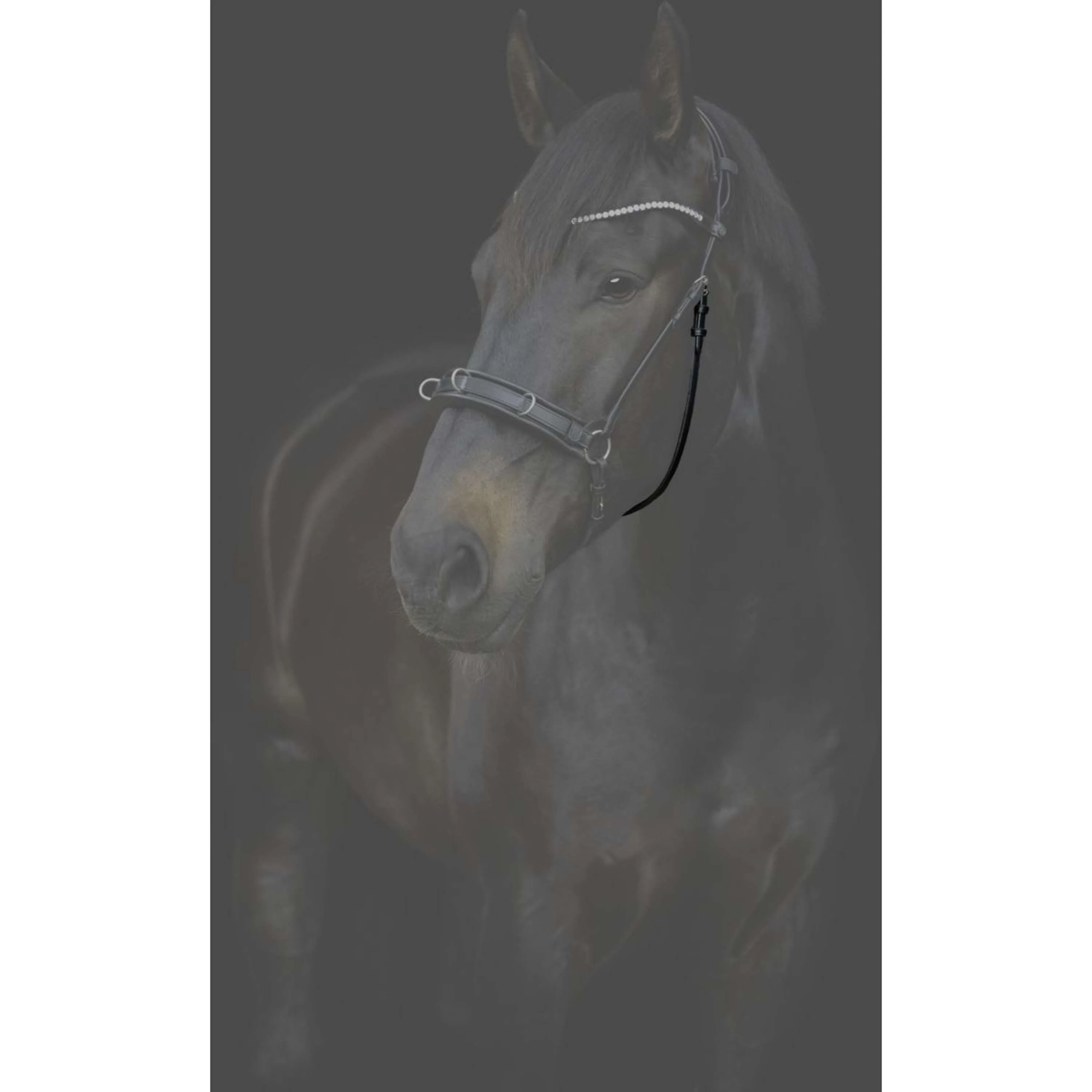 Catago Sous-Gorge Gentle avec Boucles Noir - Image 2