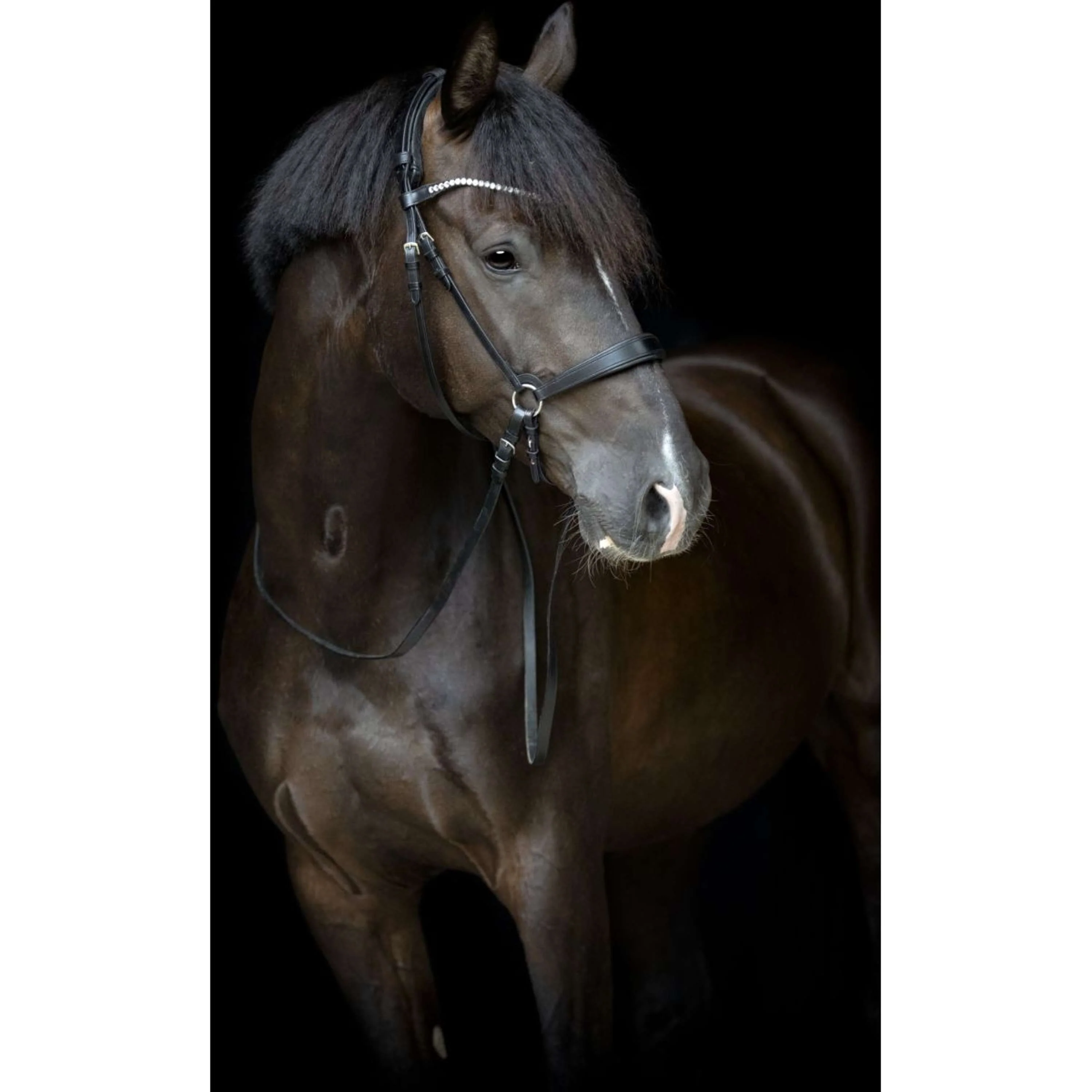Catago Sous-Gorge Gentle avec Boucles Noir - Image 3