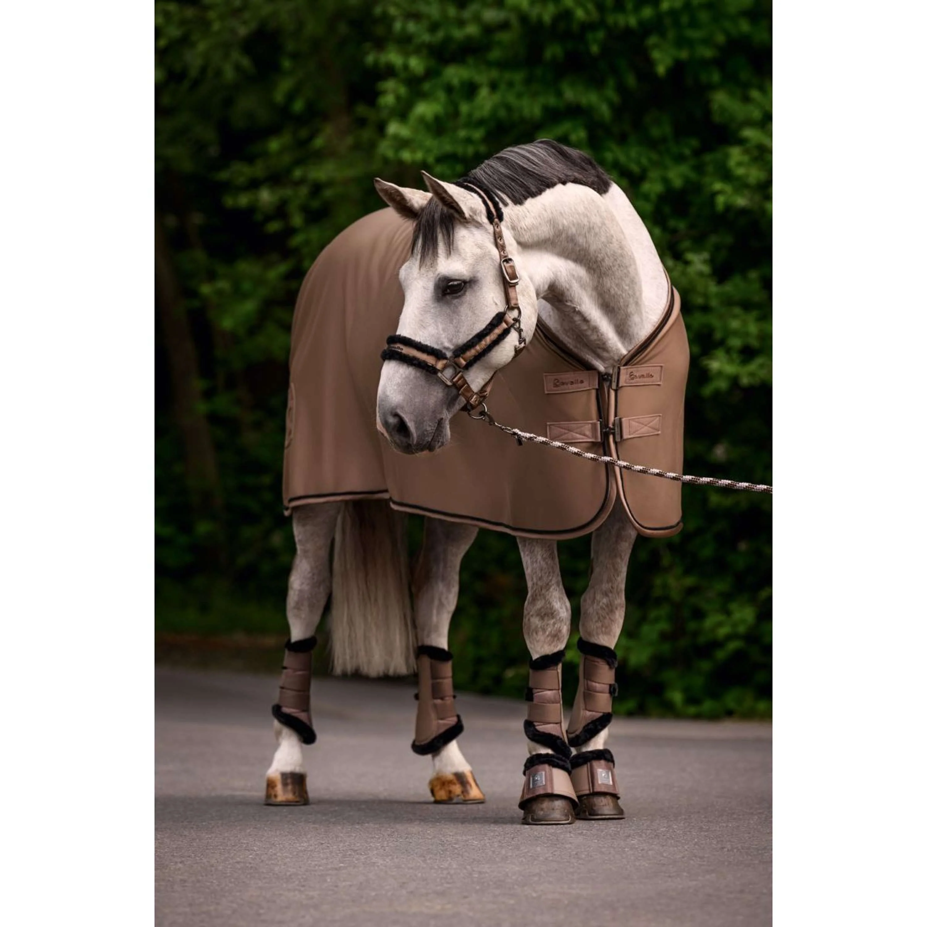 Cavallo Licol CavalJero Mocha Latte - Image 2
