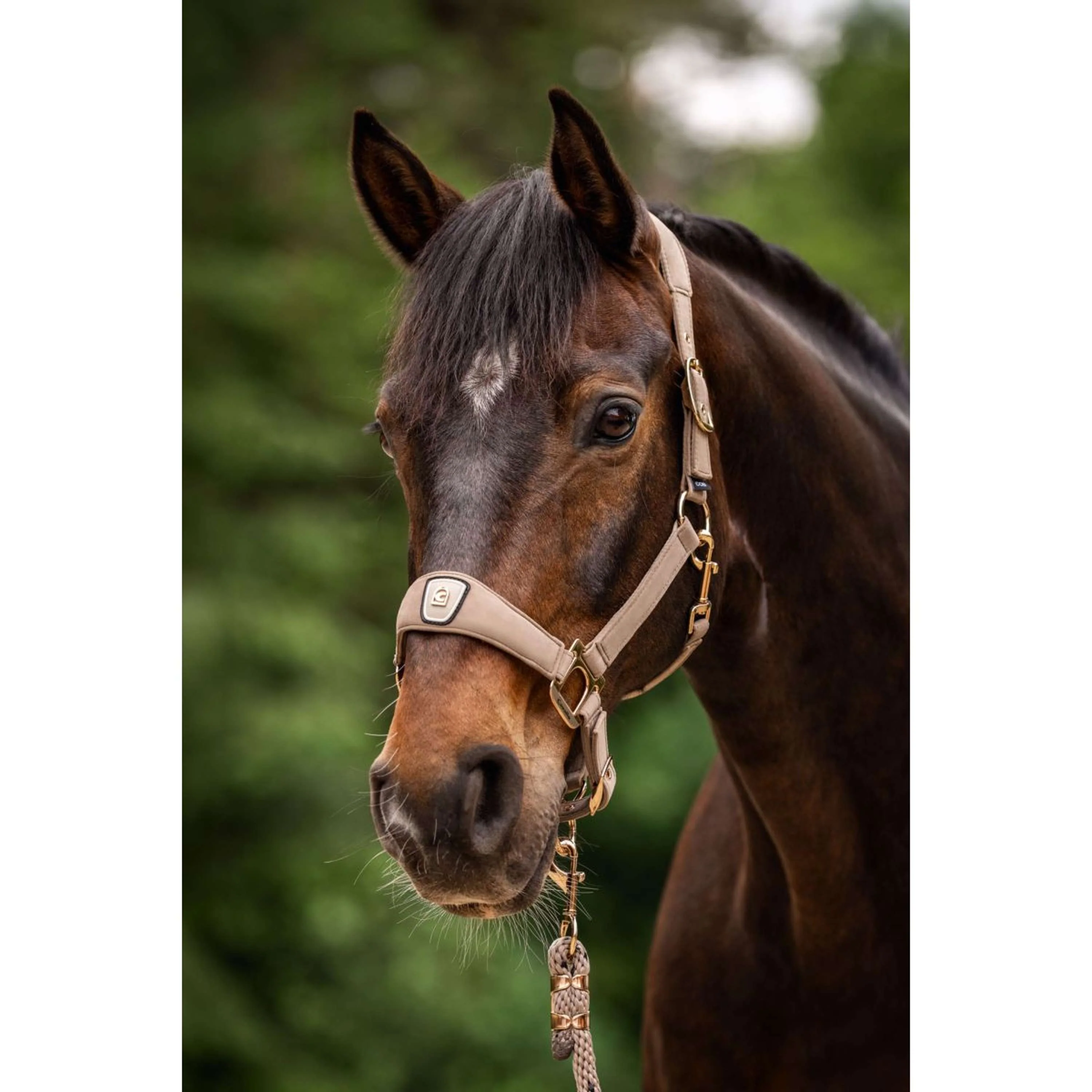 Cavallo Licol CavalPawel Mocha Latte - Image 2