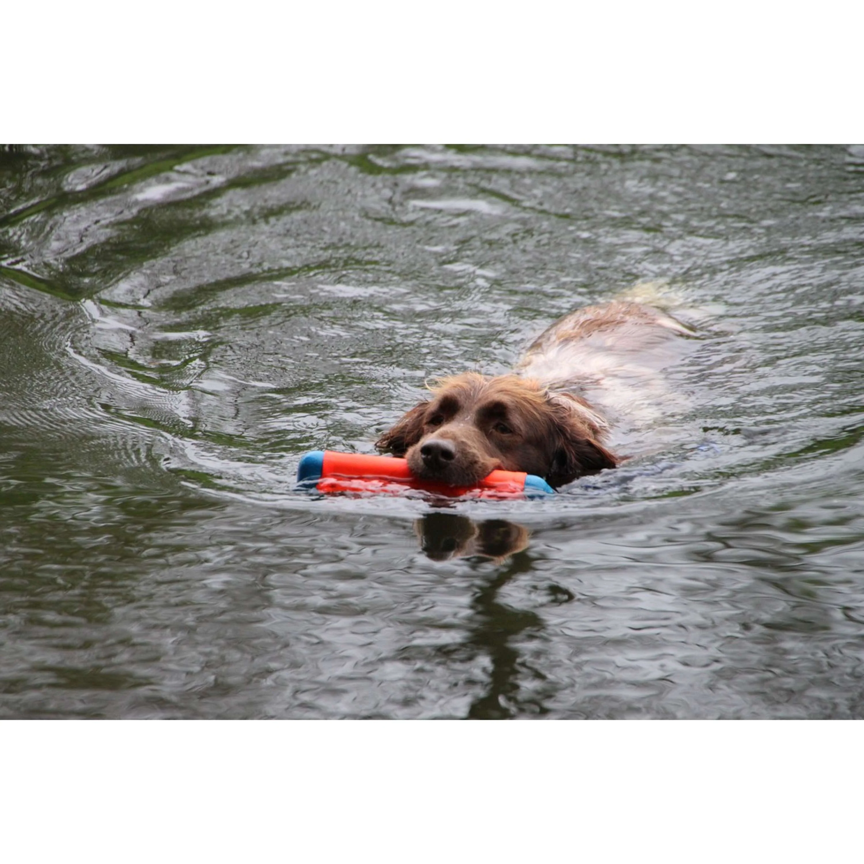 Chuckit Jouet à Lancer Amphibious Bumper - Image 2