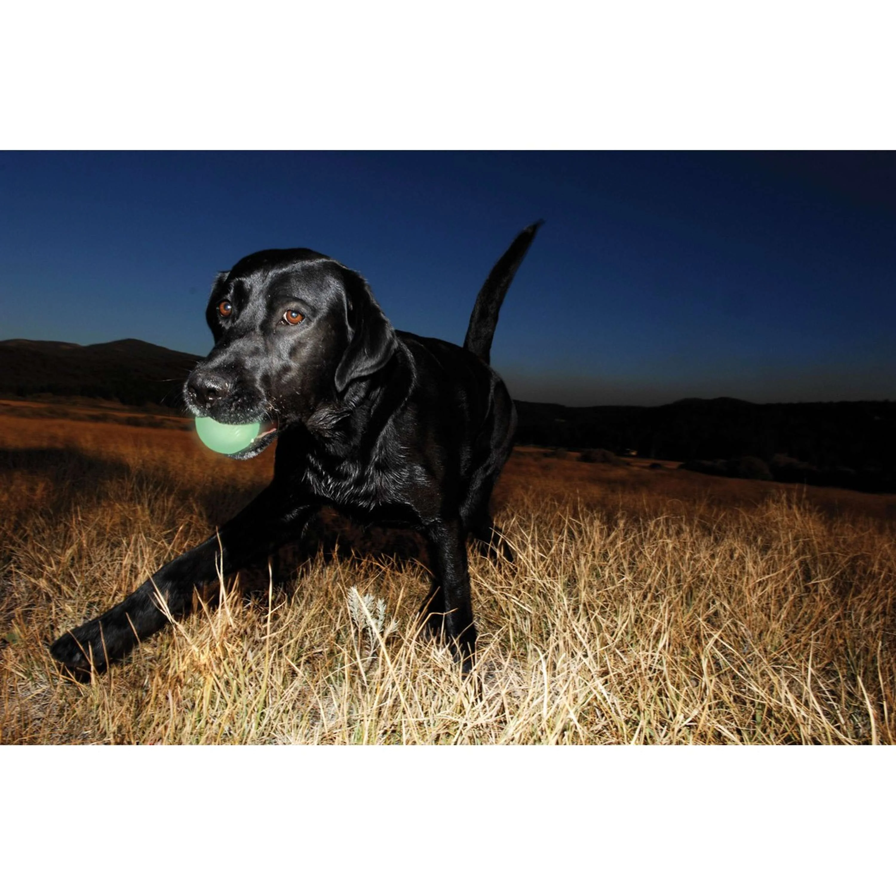 Chuckit Max Glow - Image 2
