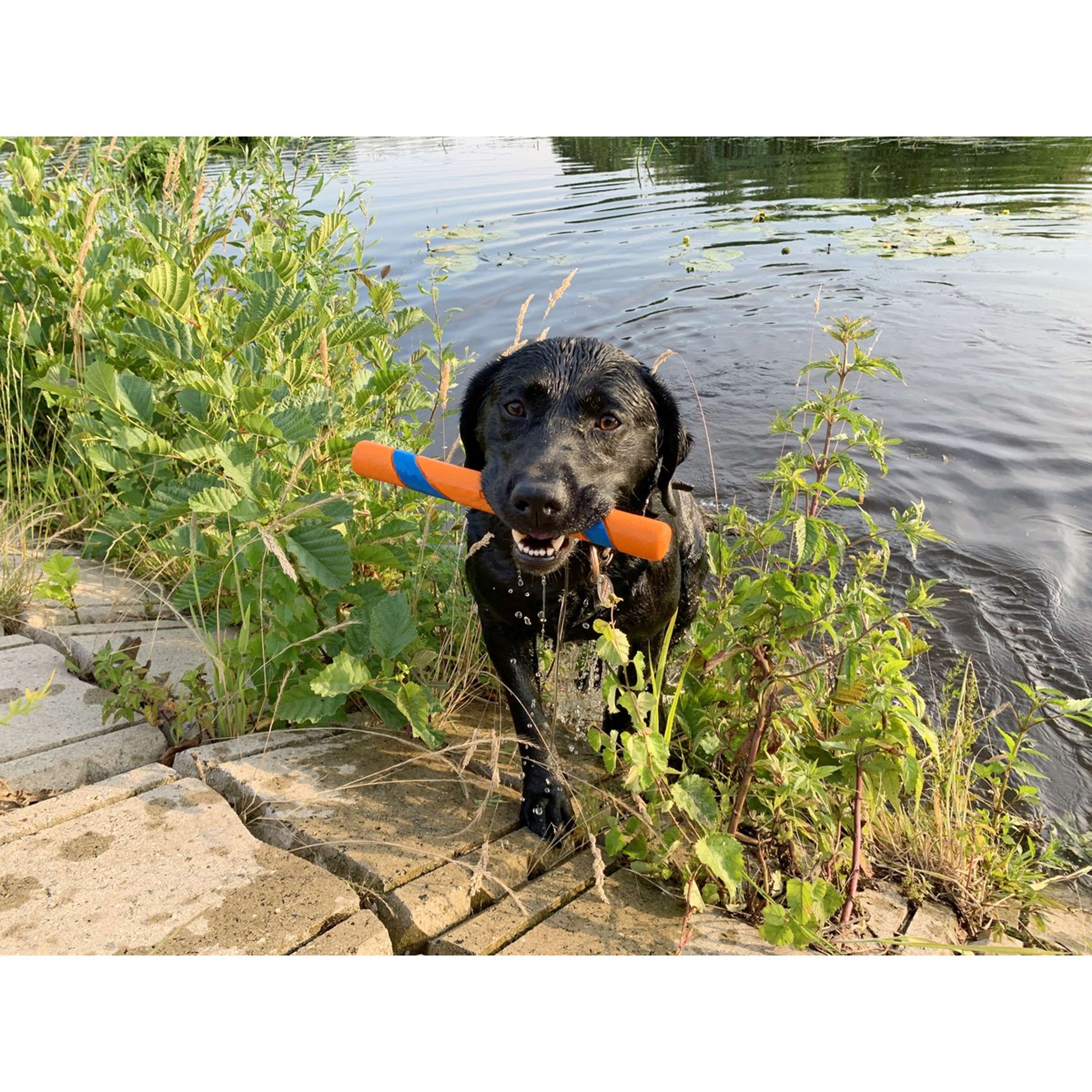 Chuckit Ultra Fetch Stick - Image 2
