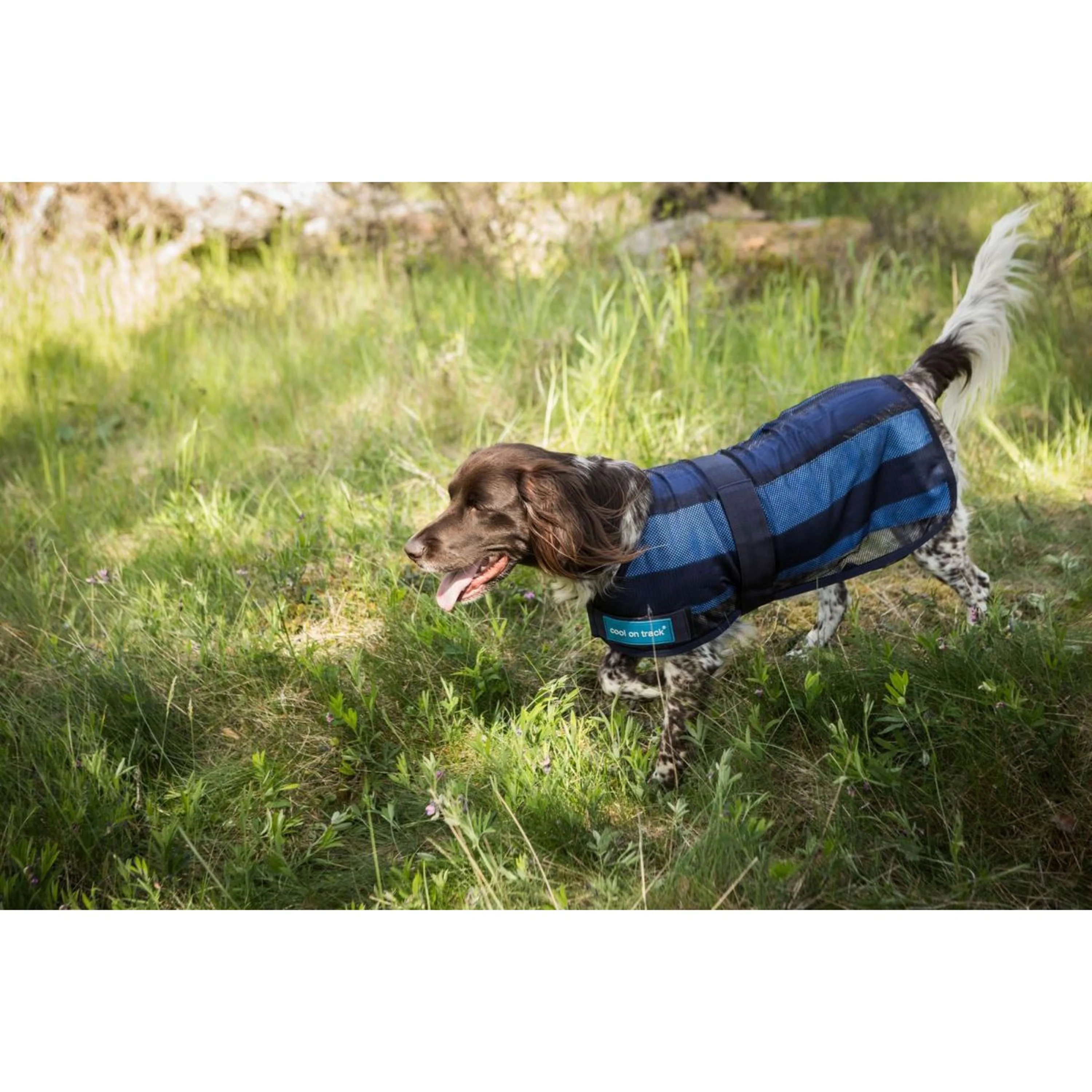 Cool on Track Veste pour Chien 2.0 Bleu - Image 2