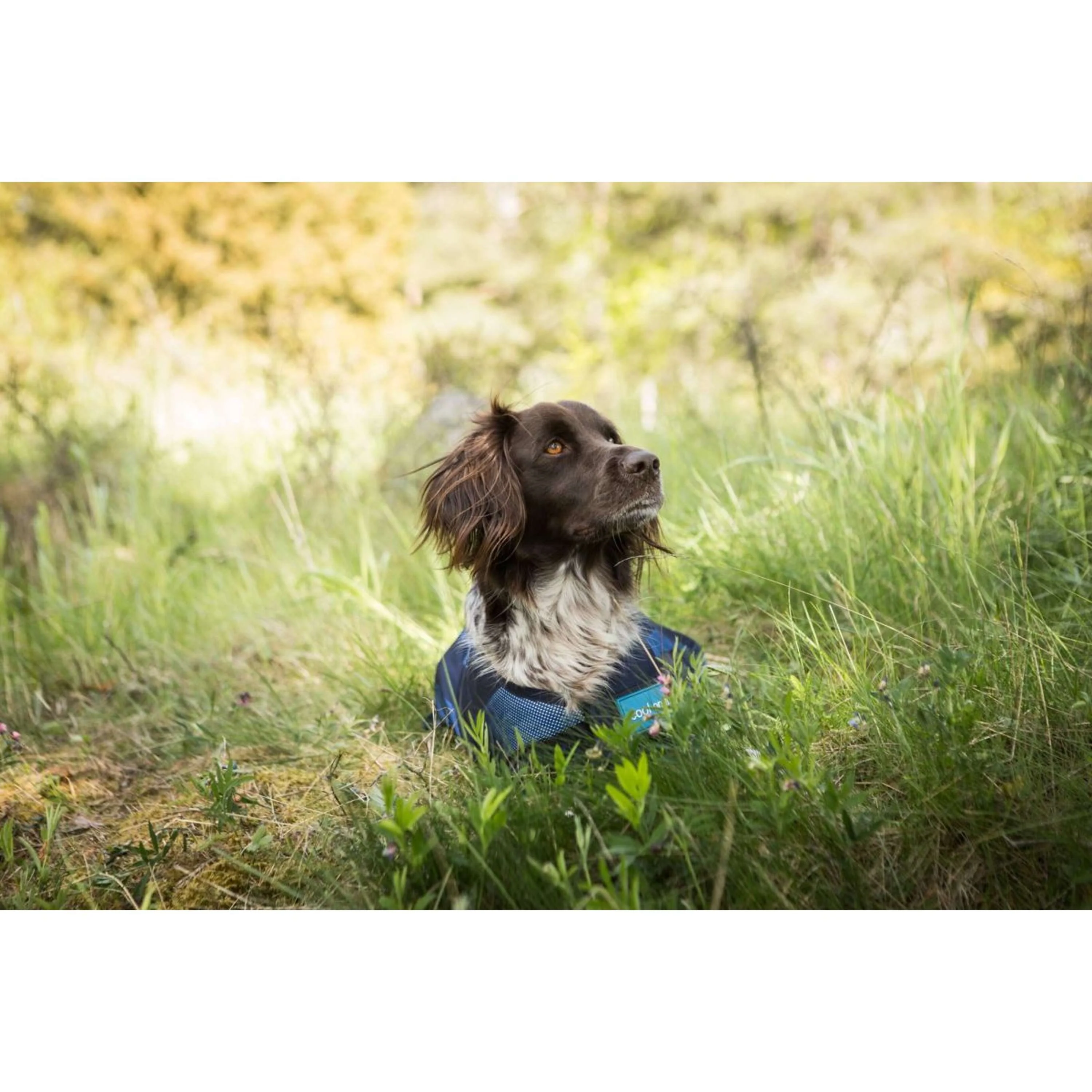 Cool on Track Veste pour Chien 2.0 Bleu - Image 3