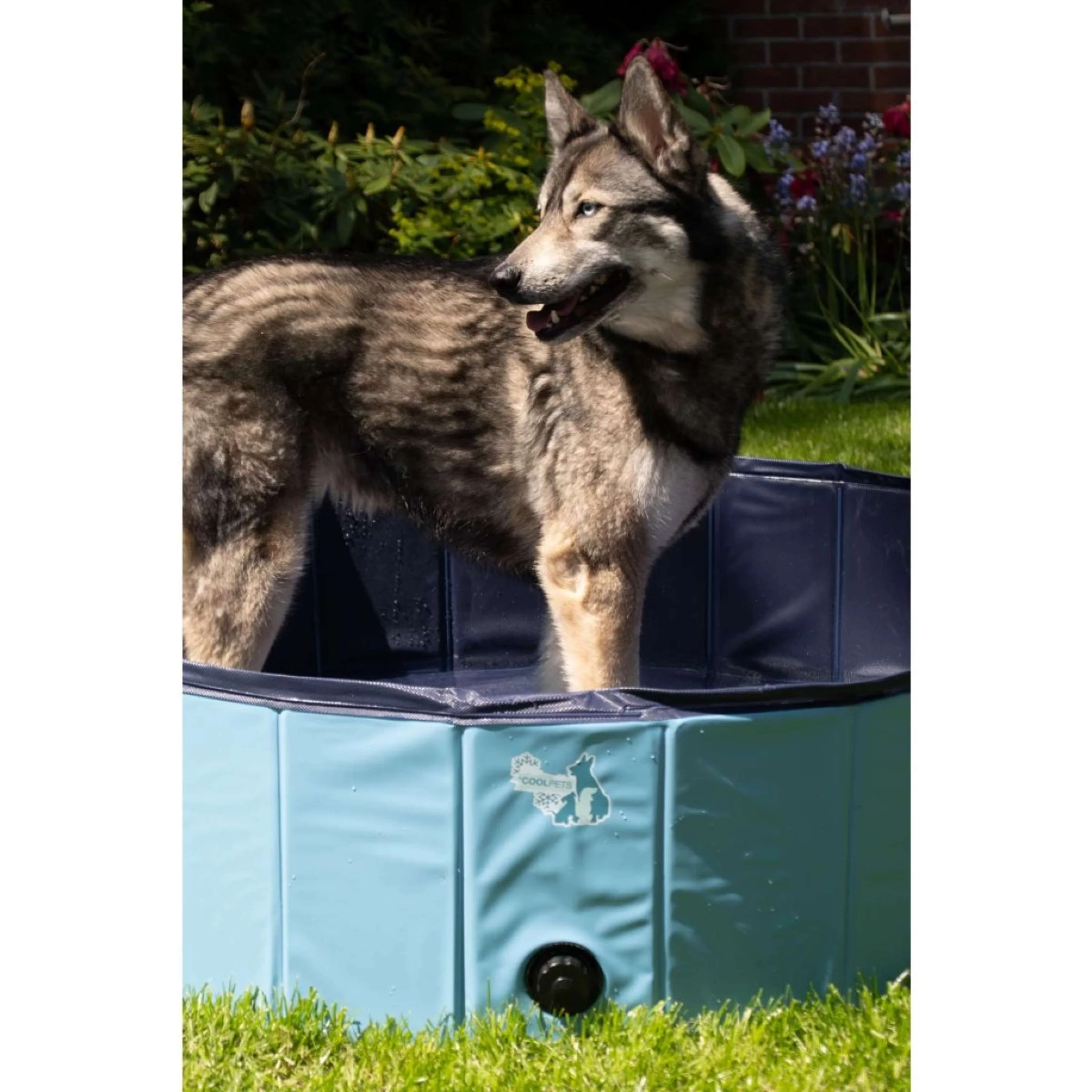 Coolpets Piscine - Image 3