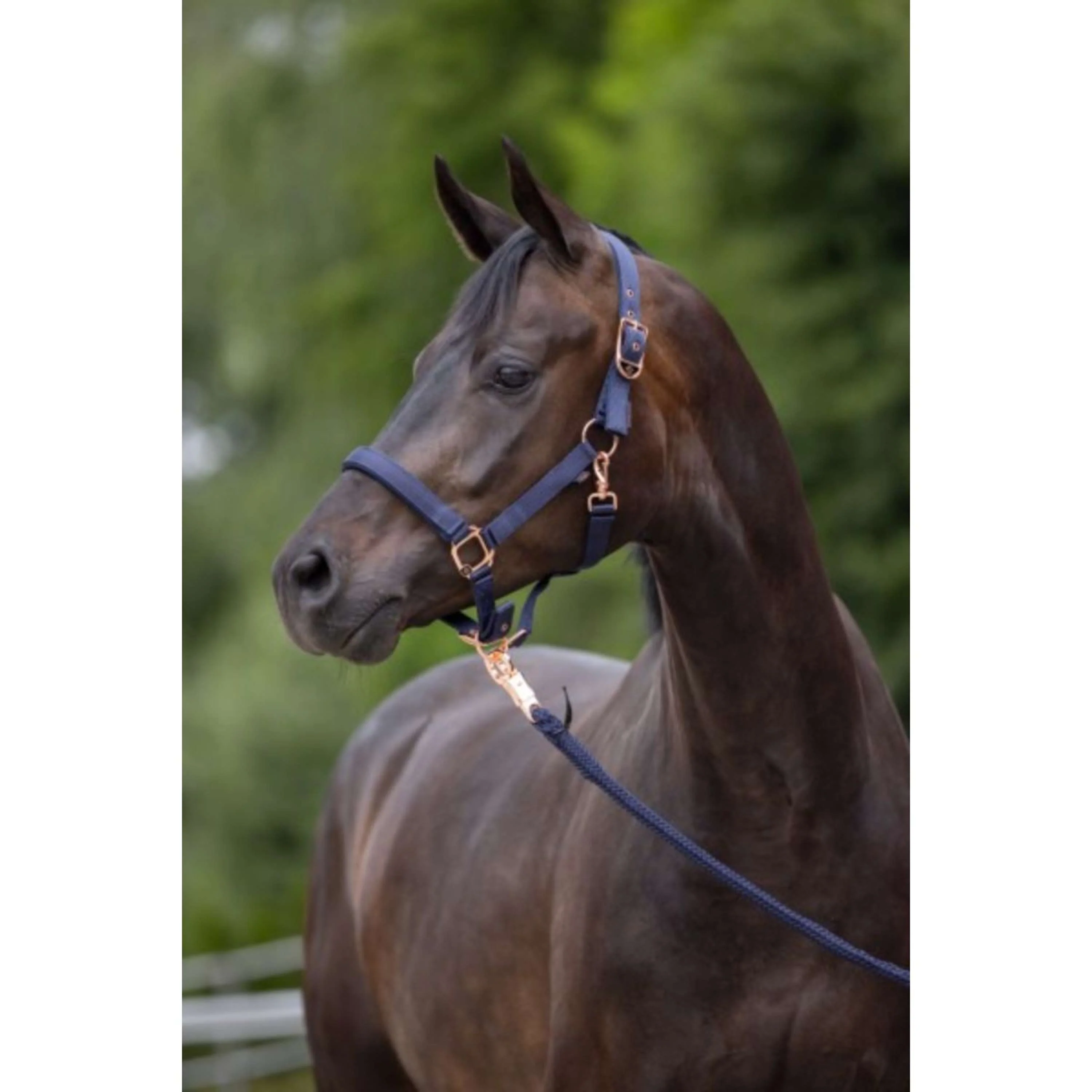 Covalliero Licol Classy Marin - Image 2
